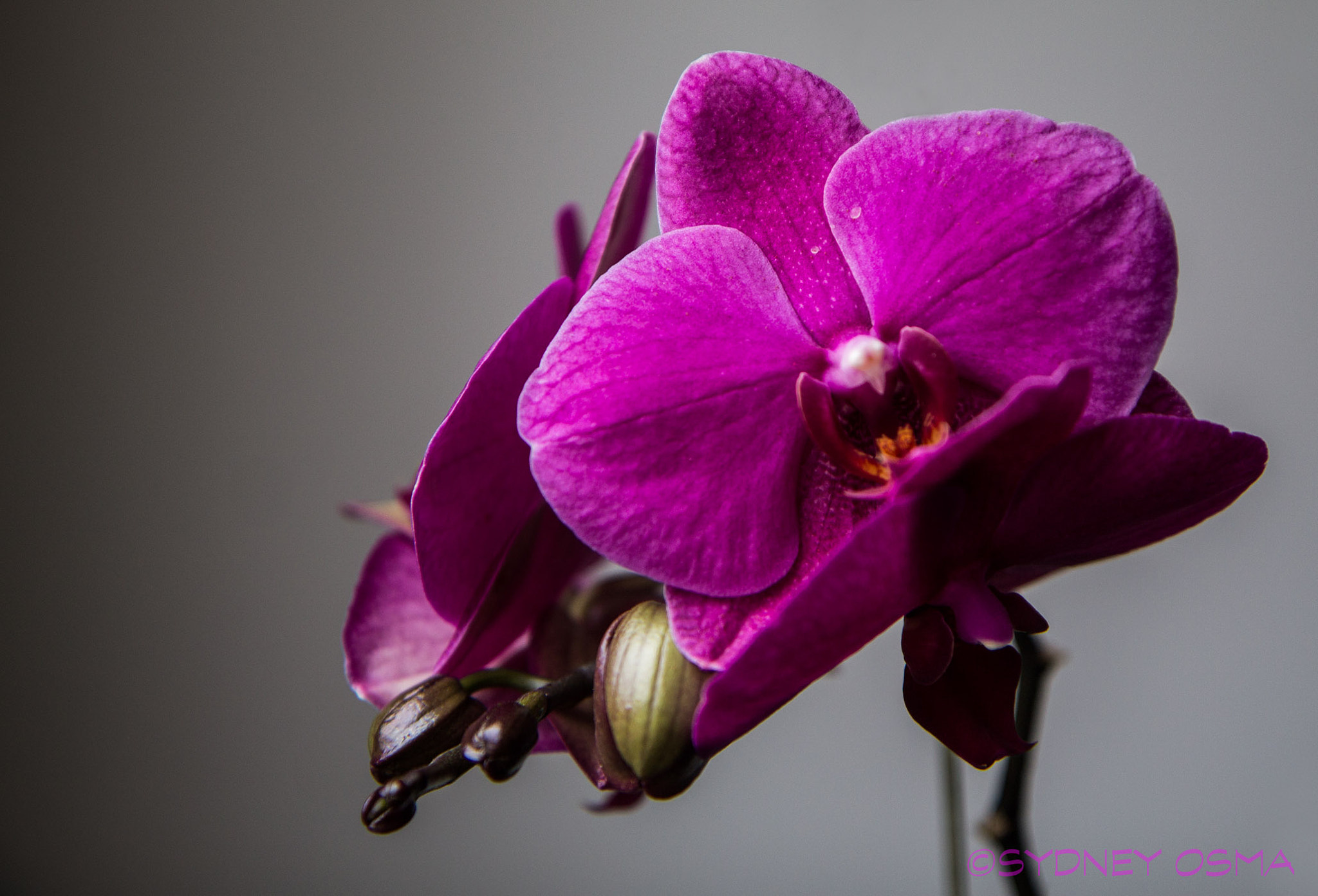 Canon EOS 1100D (EOS Rebel T3 / EOS Kiss X50) sample photo. Orchid chase ii photography