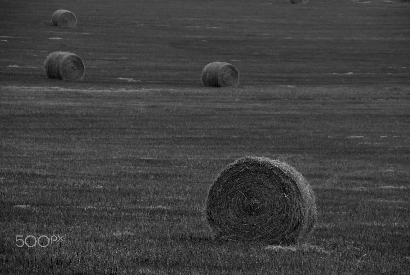 Nikon D40X sample photo. Haybails photography