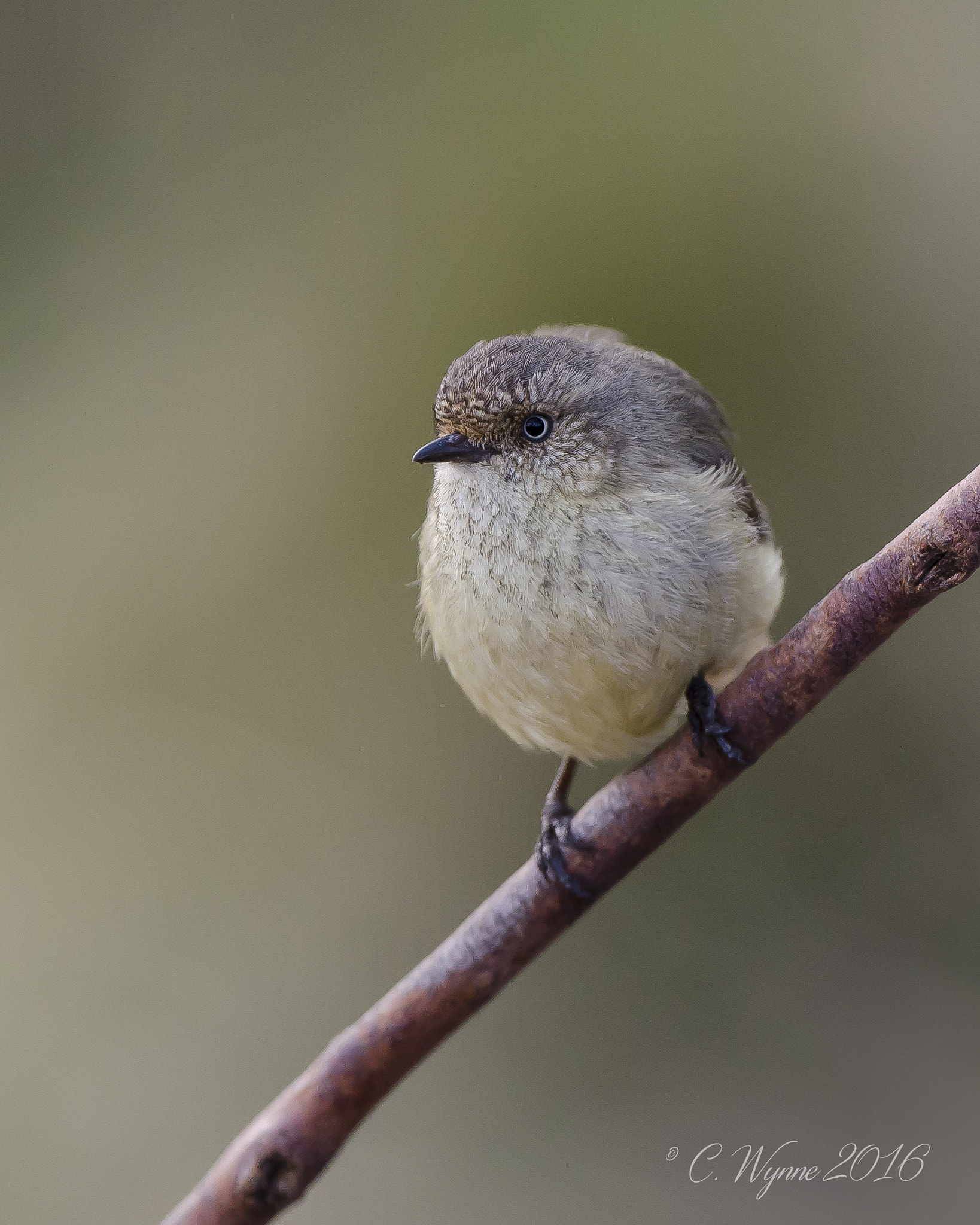 Nikon D7000 + Nikon AF-S Nikkor 500mm F4G ED VR sample photo. Buff-rumped thornbill photography