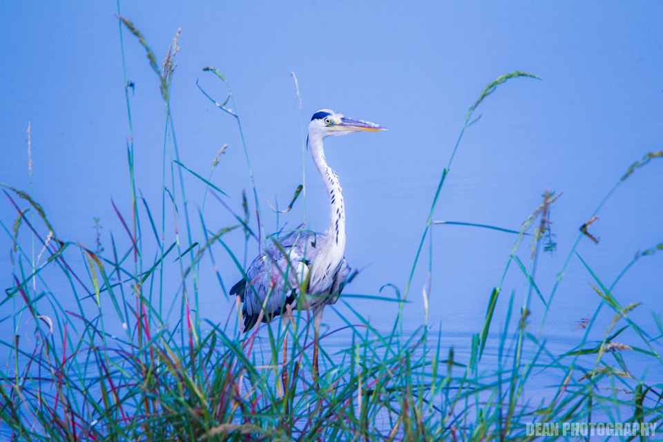 Canon EOS-1D Mark IV sample photo. Grey heron photography