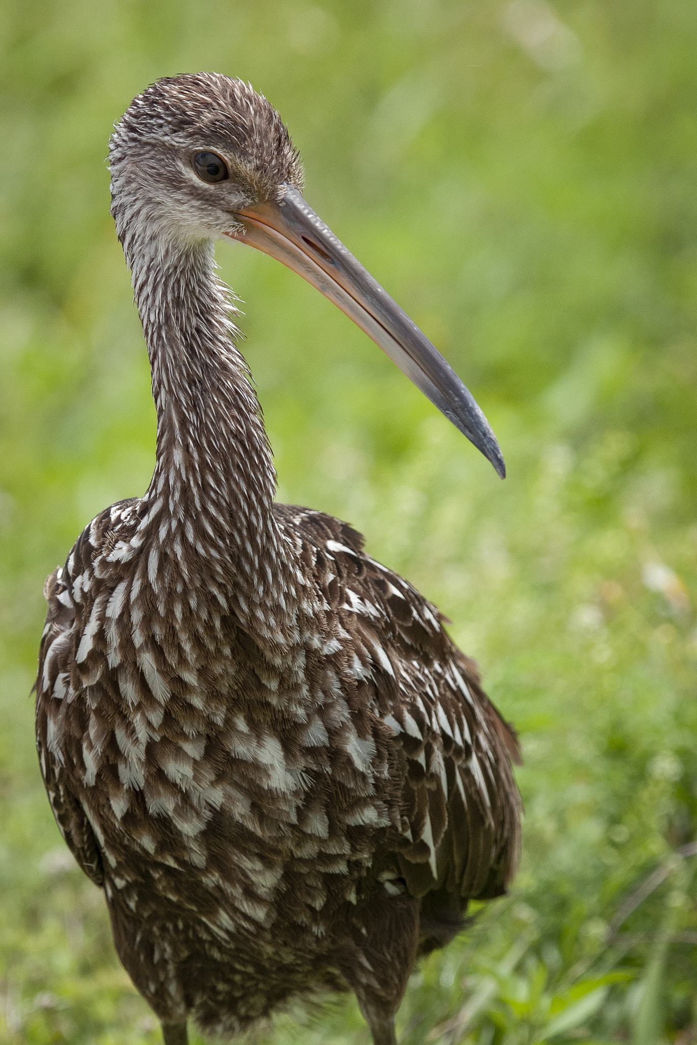 Nikon D300S sample photo. Young limpkin photography