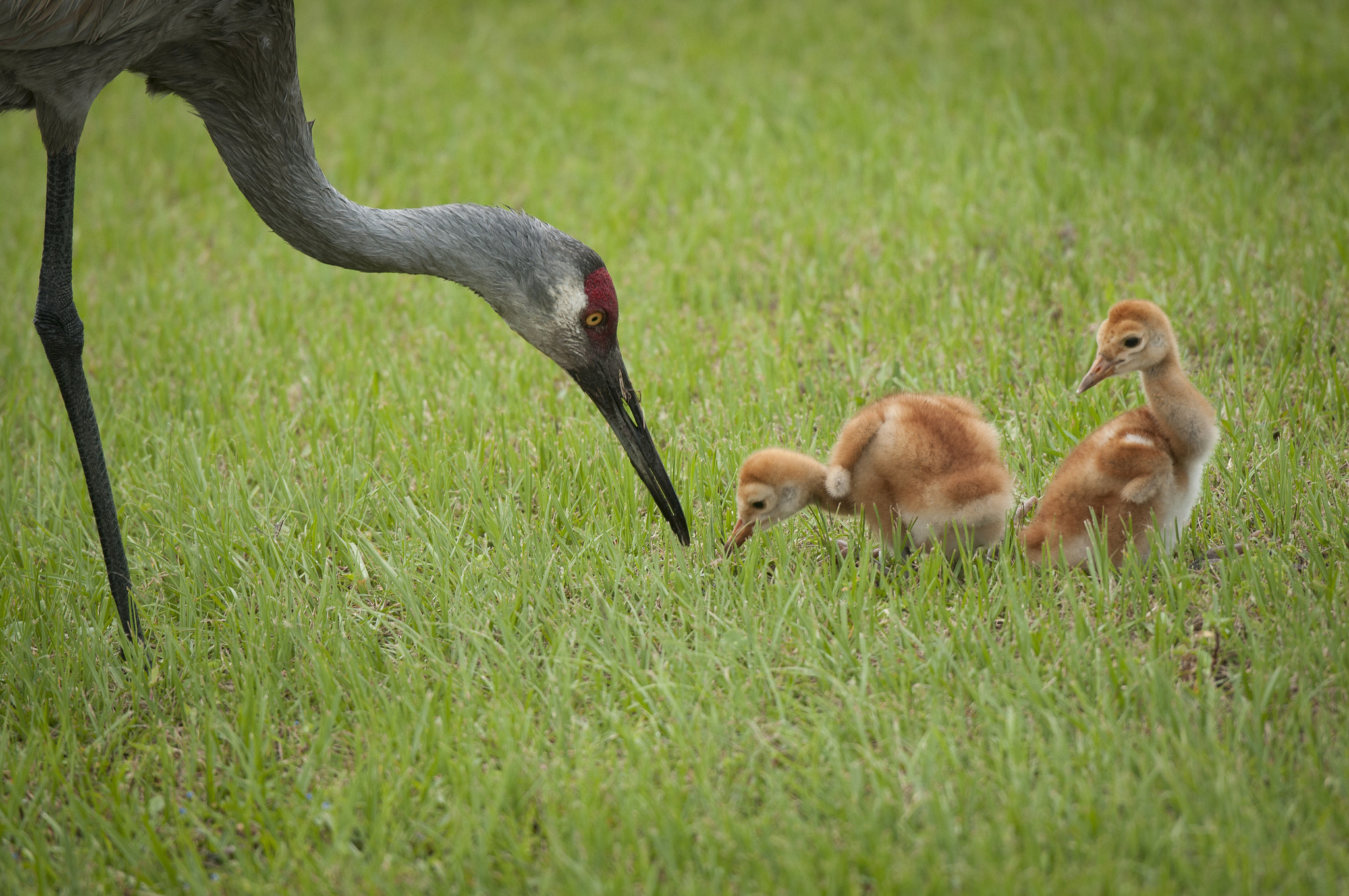 Nikon D300S sample photo. Sandhill crane mom and chicks photography