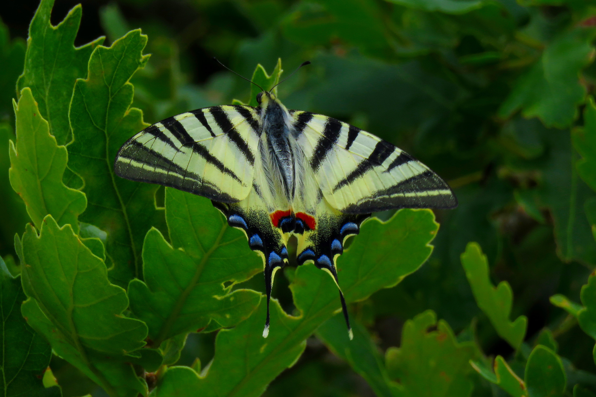 Canon PowerShot SX60 HS + 3.8 - 247.0 mm sample photo. Butterfly photography