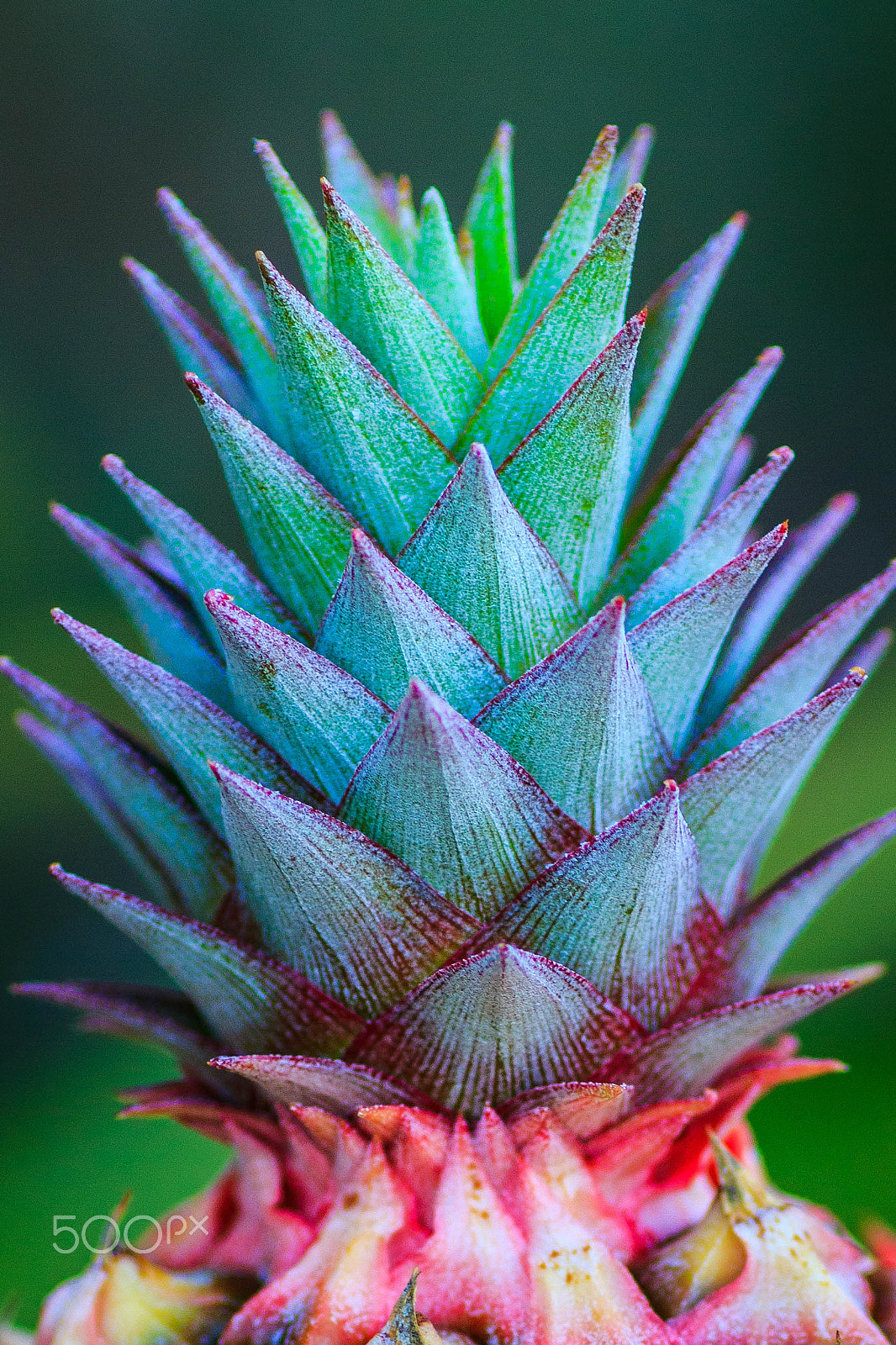 Canon EOS 550D (EOS Rebel T2i / EOS Kiss X4) + Tamron SP AF 90mm F2.8 Di Macro sample photo. Bromelias photography