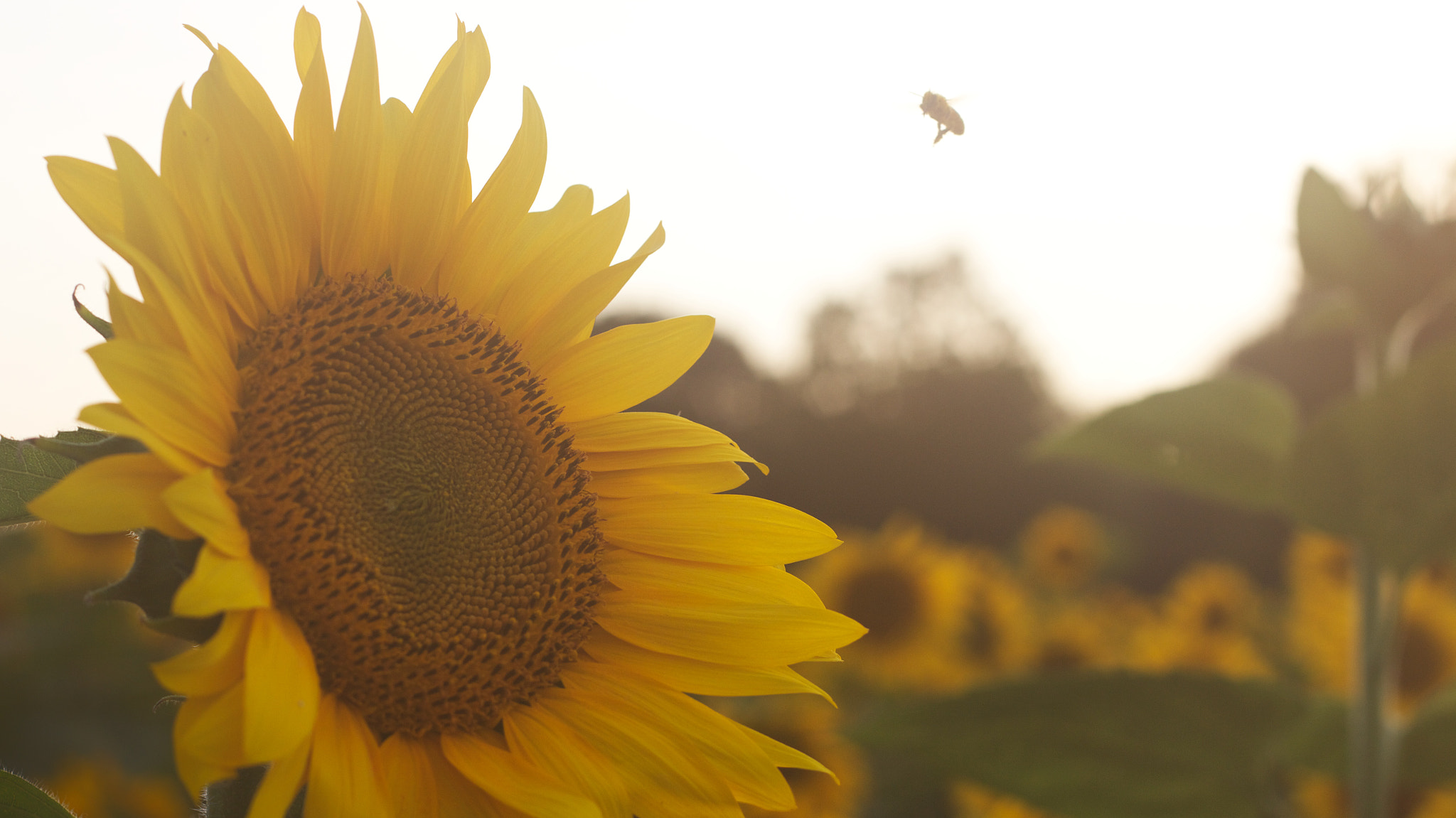 Canon EOS 550D (EOS Rebel T2i / EOS Kiss X4) + Canon EF 50mm F1.8 II sample photo. Bee and sunflower photography