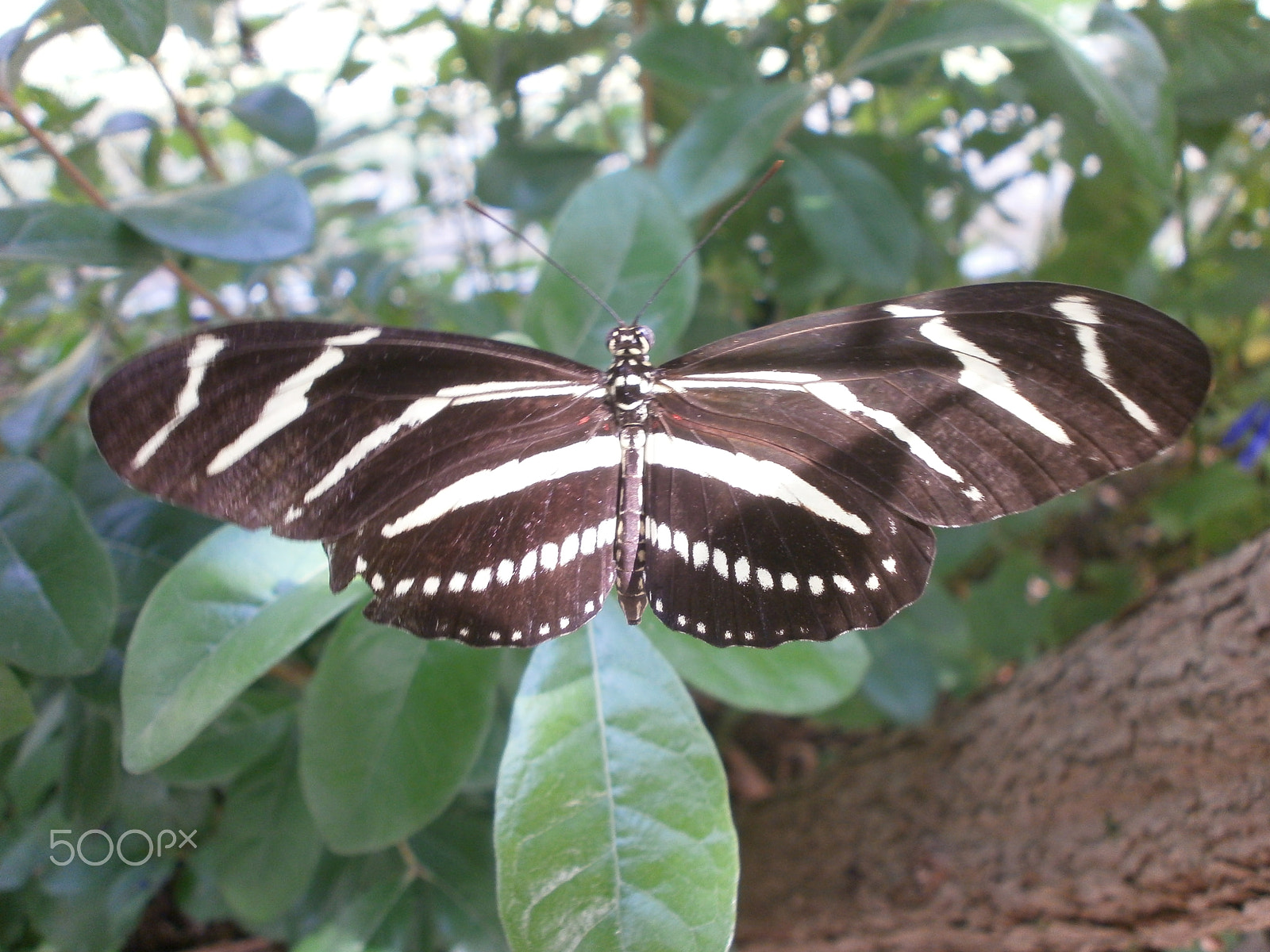 Olympus VG110,D700 sample photo. Black & white butterfly photography