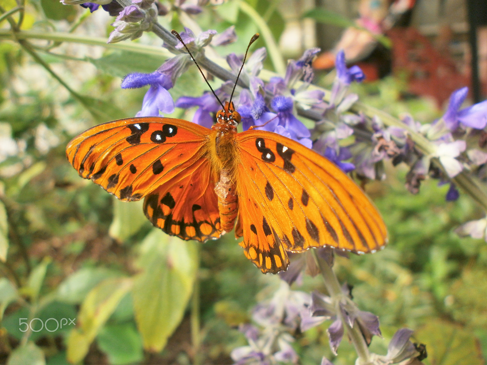 Olympus VG110,D700 sample photo. Orange butterfly photography