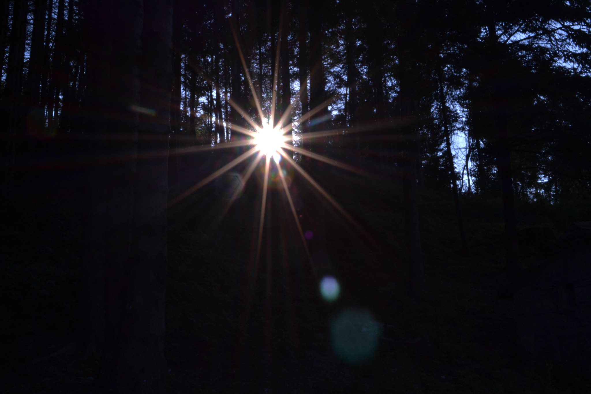 Nikon D3100 + Nikon PC-E Nikkor 24mm F3.5D ED Tilt-Shift sample photo. Tramonto in mezzo al bosco photography