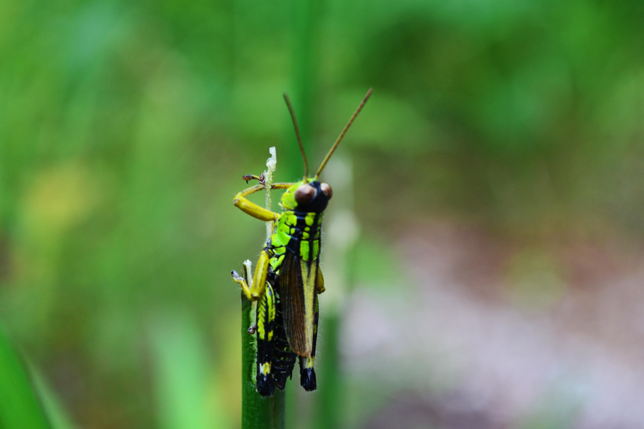 Nikon D3100 sample photo. Una cavalletta photography
