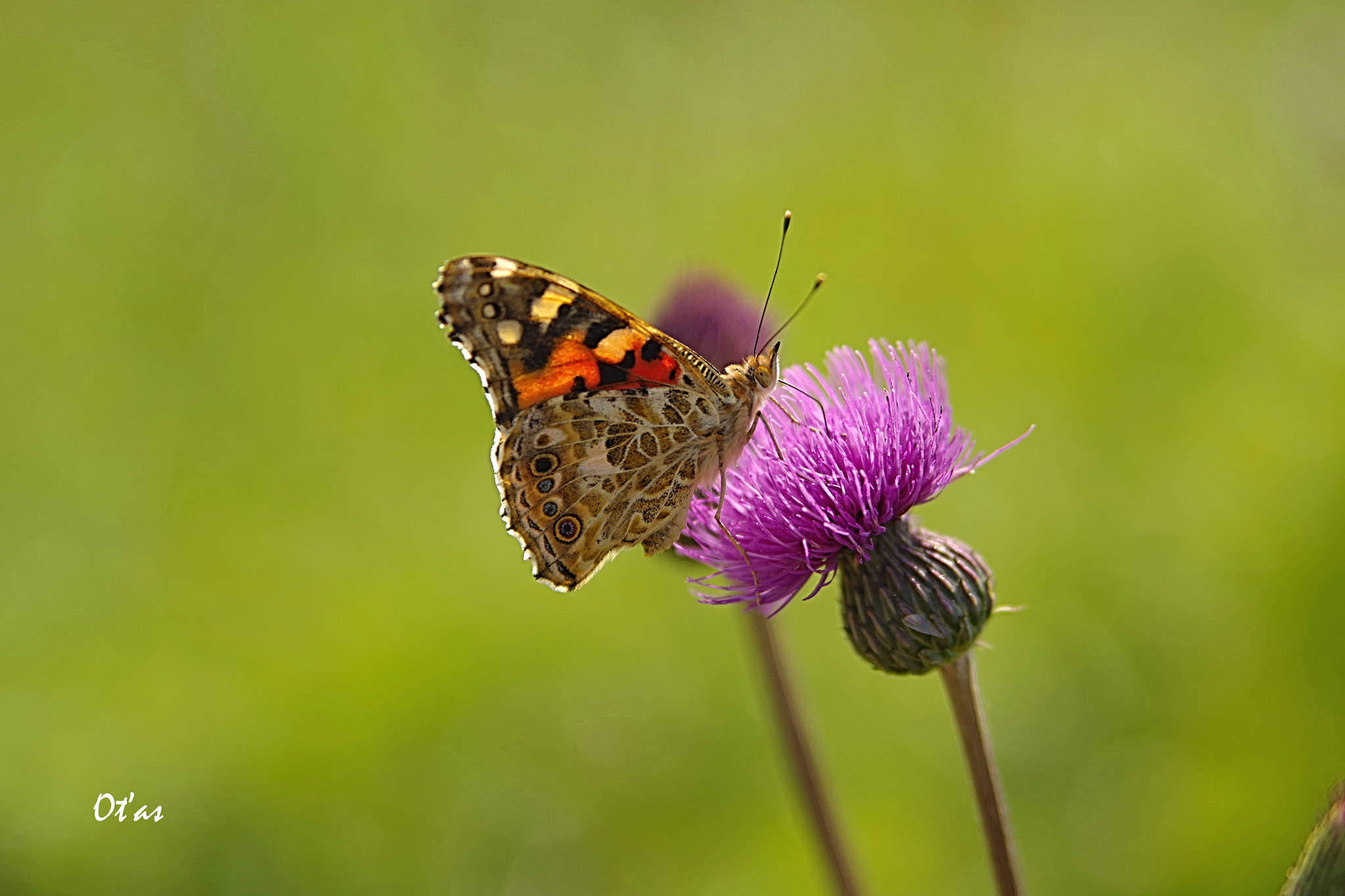 Pentax K-1 sample photo. In the ditch photography