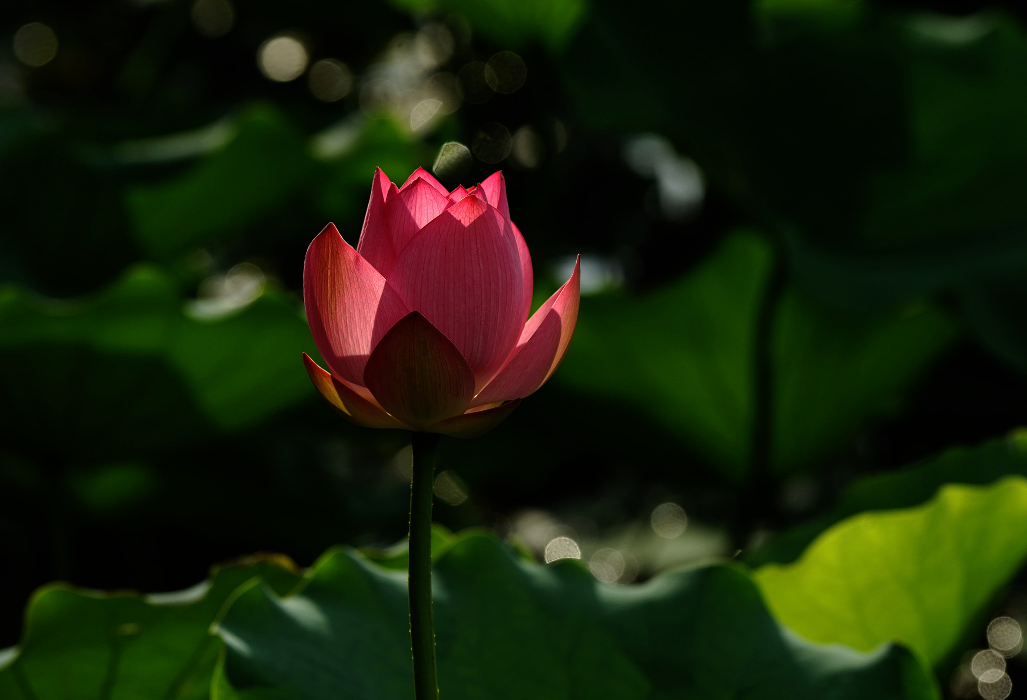 Sony 70-400mm F4-5.6 G SSM II sample photo. Untitled photography