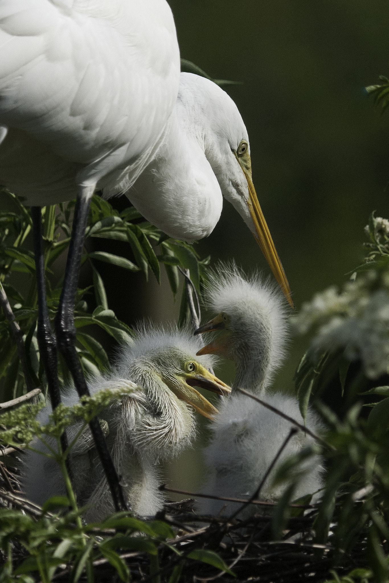 Nikon D300S sample photo. Great egret photography
