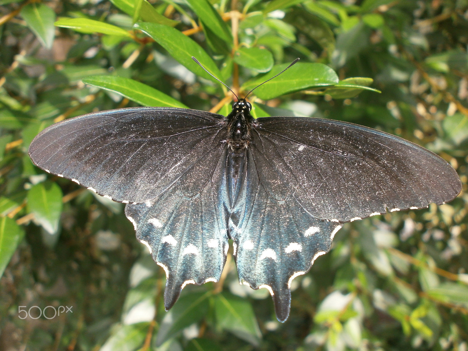 Olympus VG110,D700 sample photo. Black & blue butterfly photography