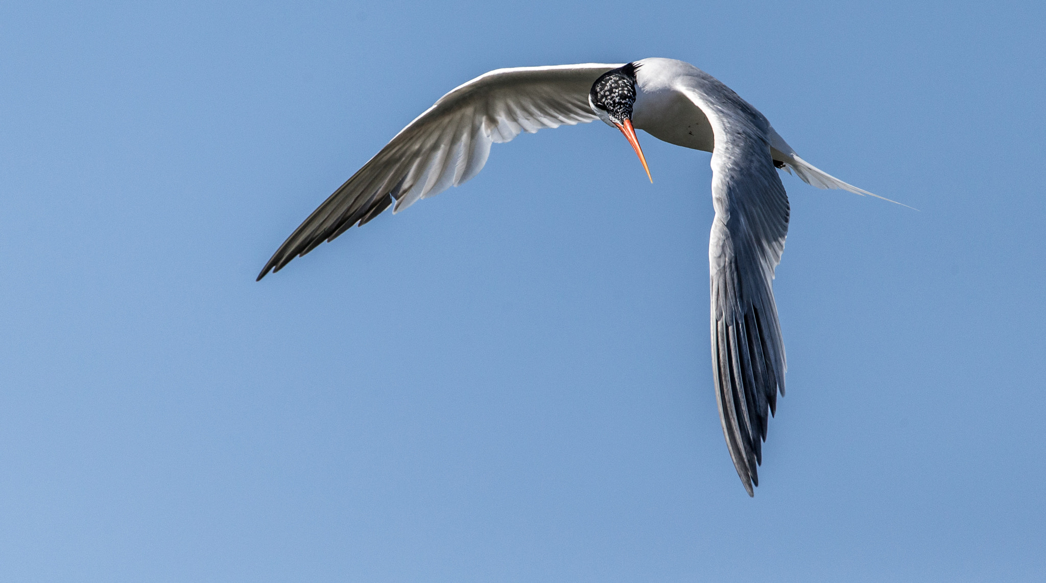 150-600mm F5-6.3 DG OS HSM | Contemporary 015 sample photo. Tern taking a look photography