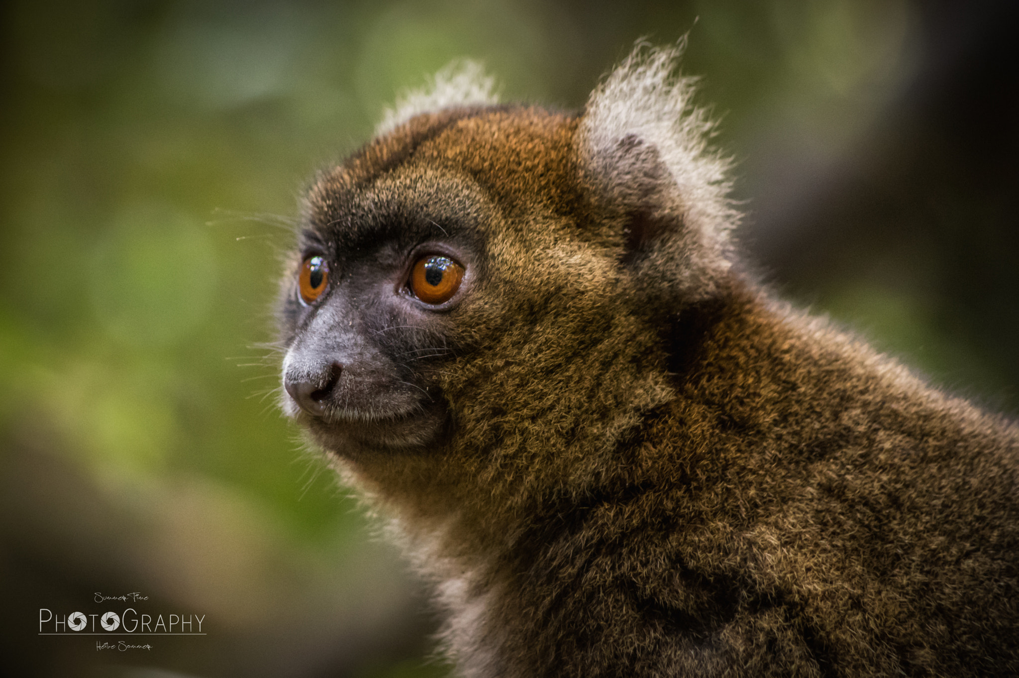 Pentax K-3 + Pentax smc DA 55-300mm F4.0-5.8 ED sample photo. Critically endangered... photography