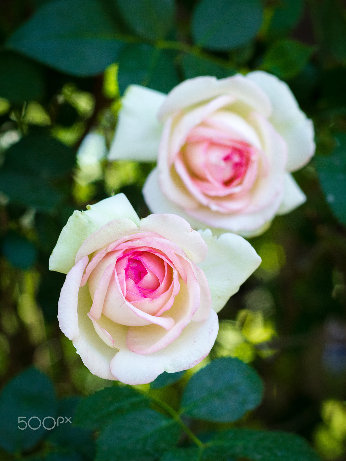 Canon EOS 550D (EOS Rebel T2i / EOS Kiss X4) + Canon EF 50mm F1.8 II sample photo. Pink heart roses photography
