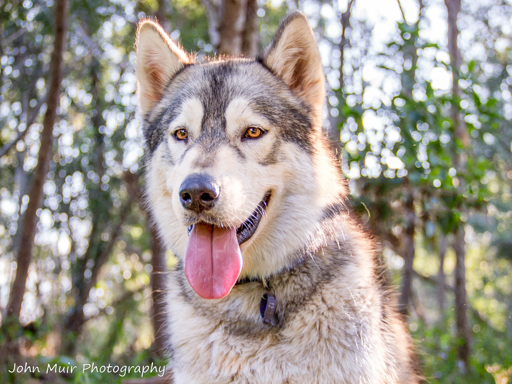 Olympus PEN E-P3 sample photo. Ekho in the wilderness! photography