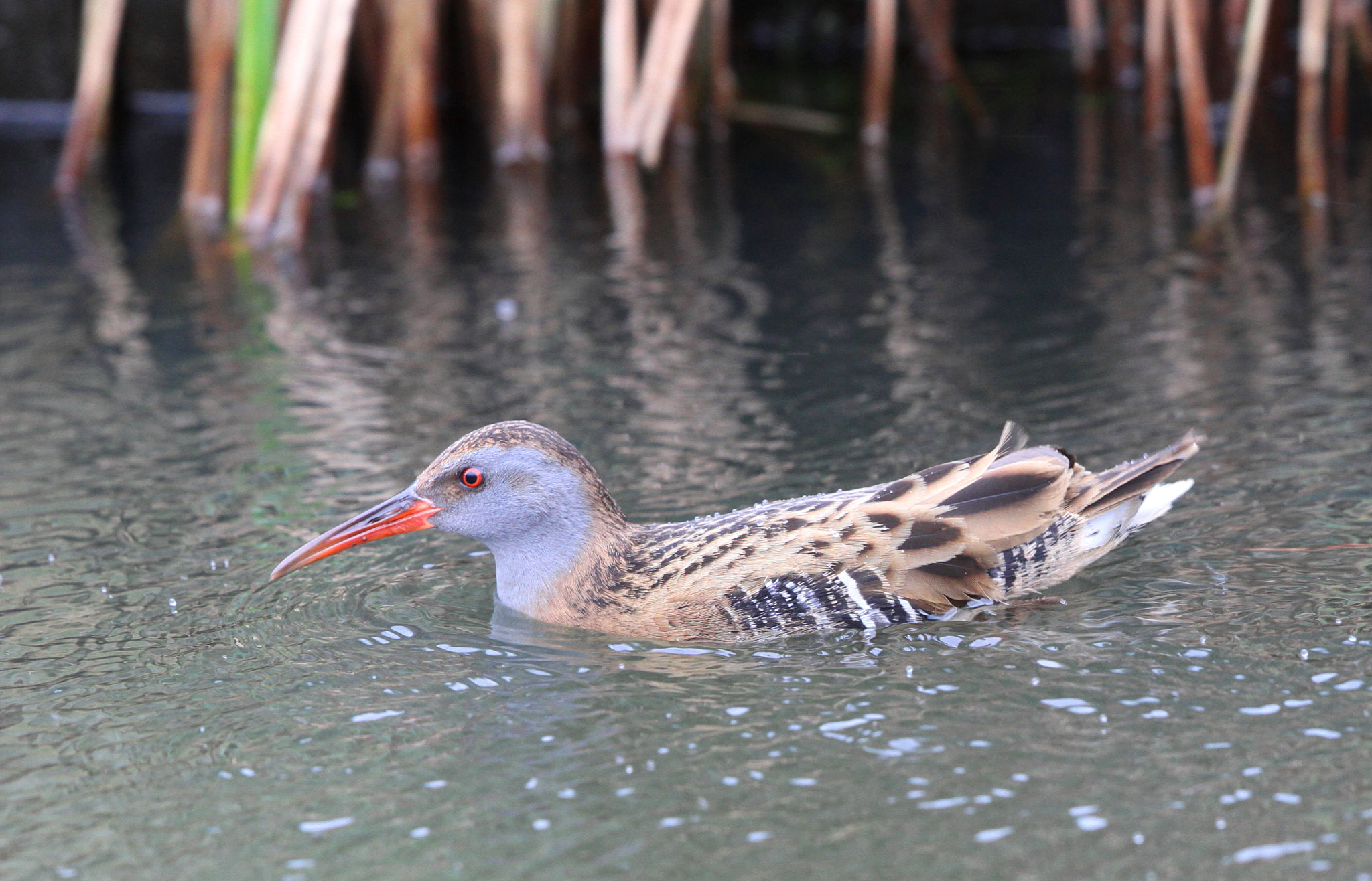 Canon EF 500mm F4L IS II USM sample photo. Water rail photography