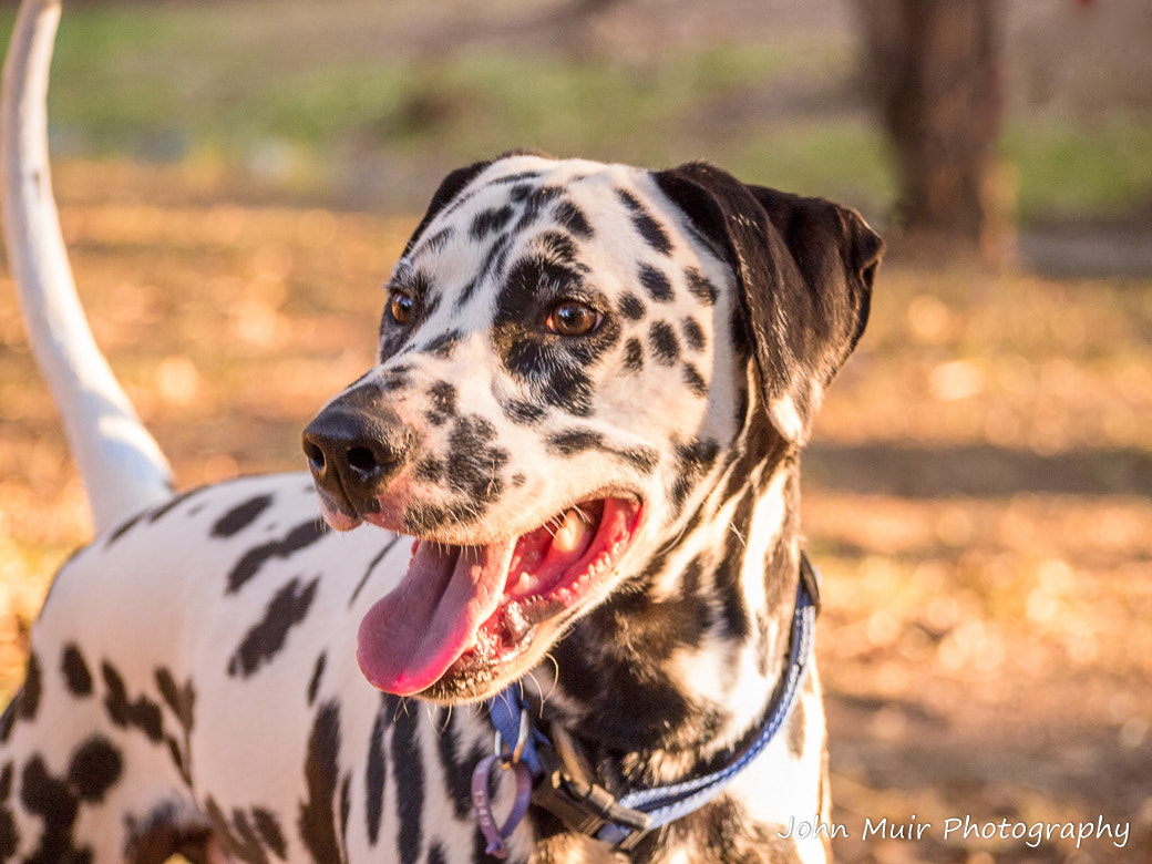 Olympus PEN E-P3 sample photo. Arnold in the park photography