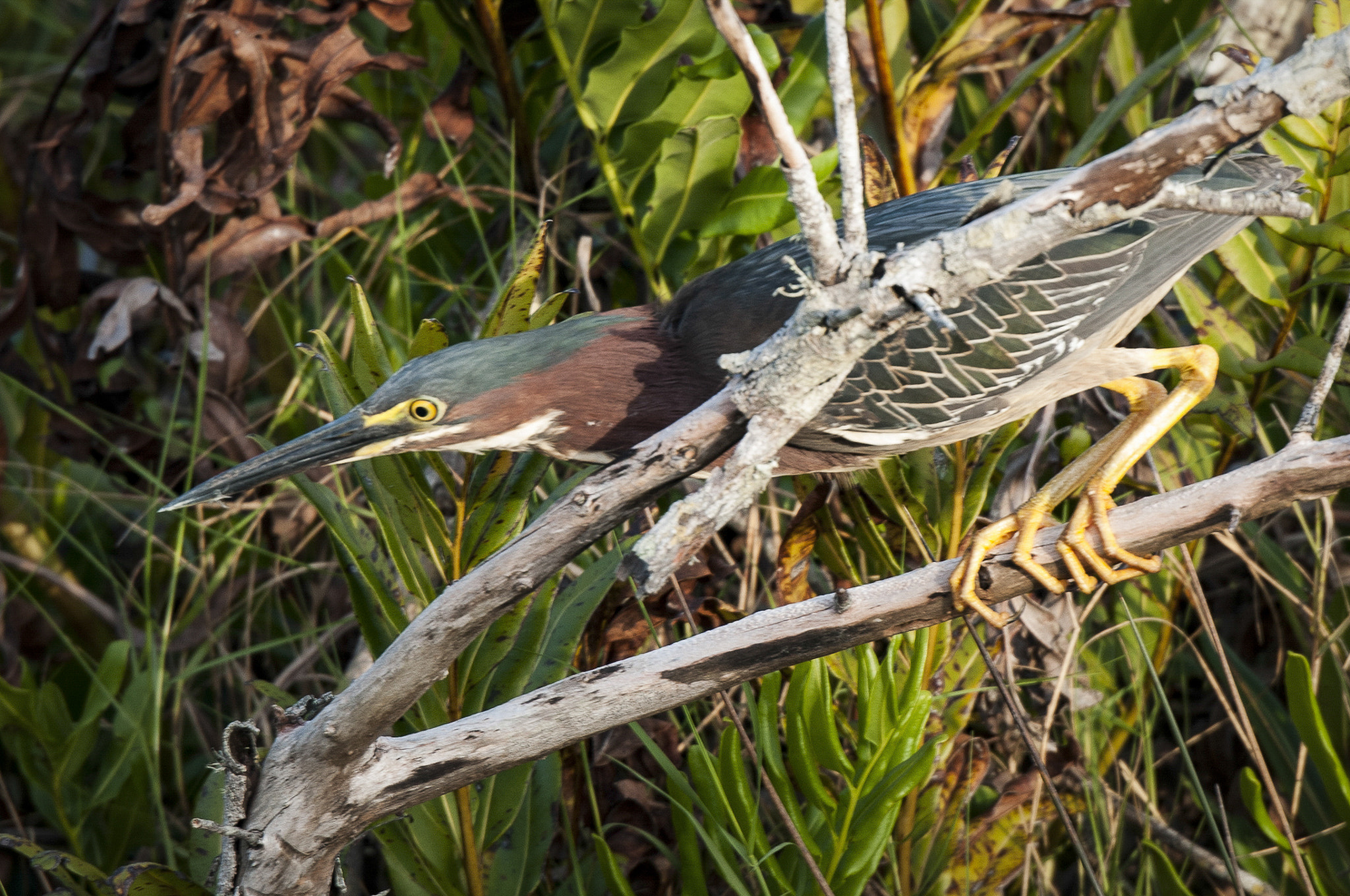 Nikon D300S sample photo. Green heron camouflage photography