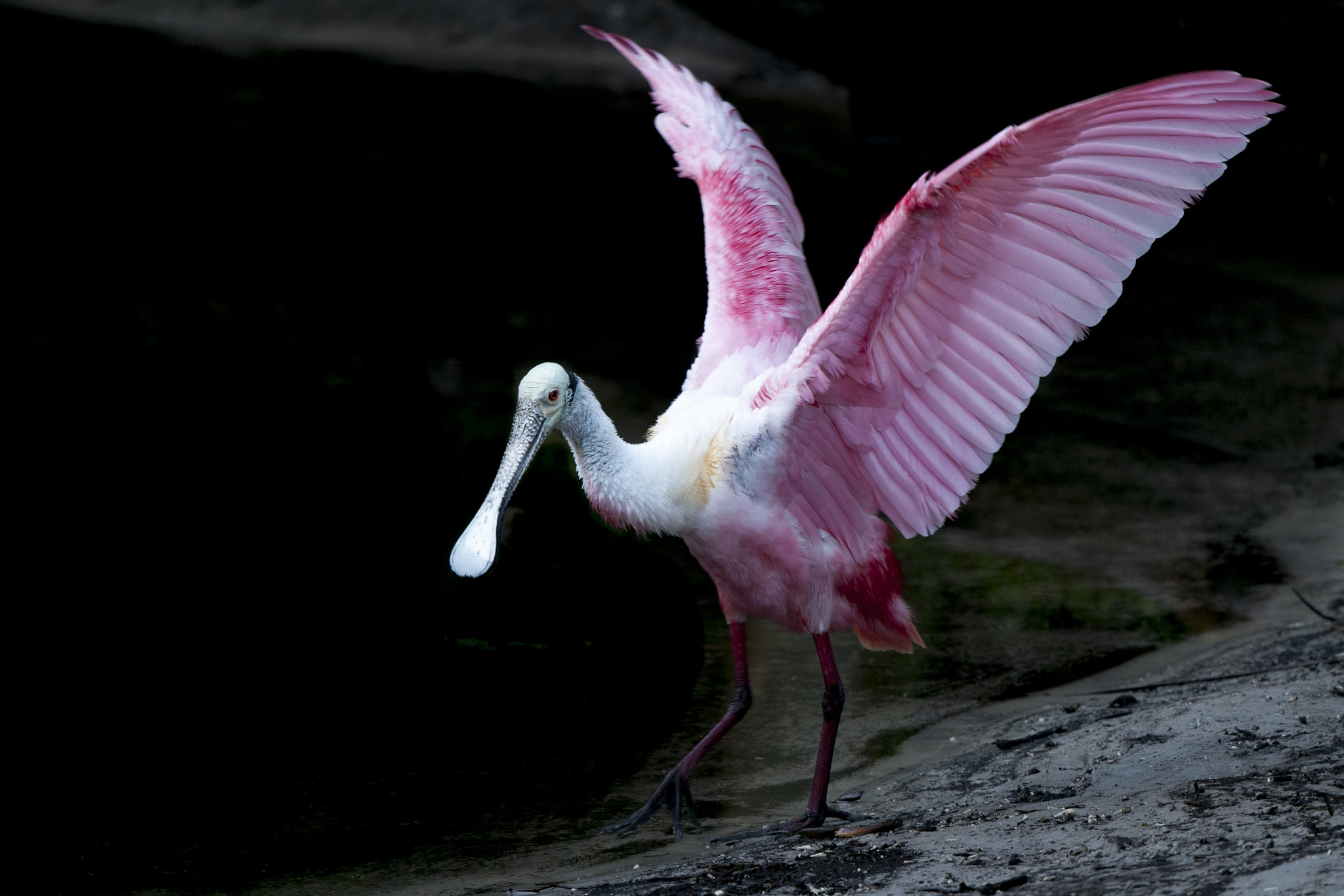 Nikon D300S sample photo. Spoonbill's wings photography