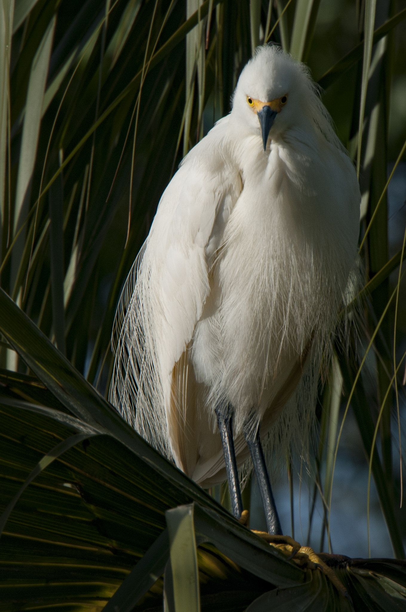 Nikon D300S sample photo. Snowy egret photography