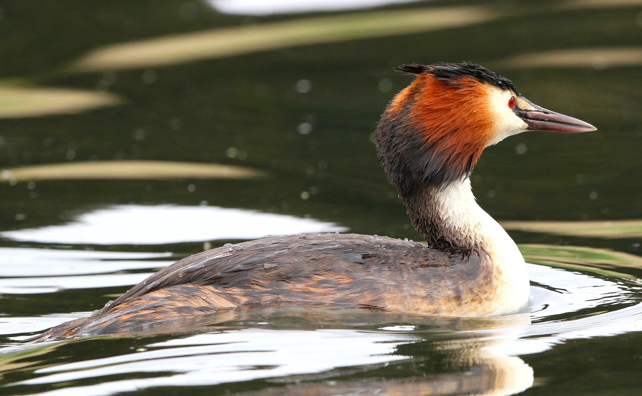 Canon EF 500mm F4L IS II USM sample photo. Great crested grebe photography