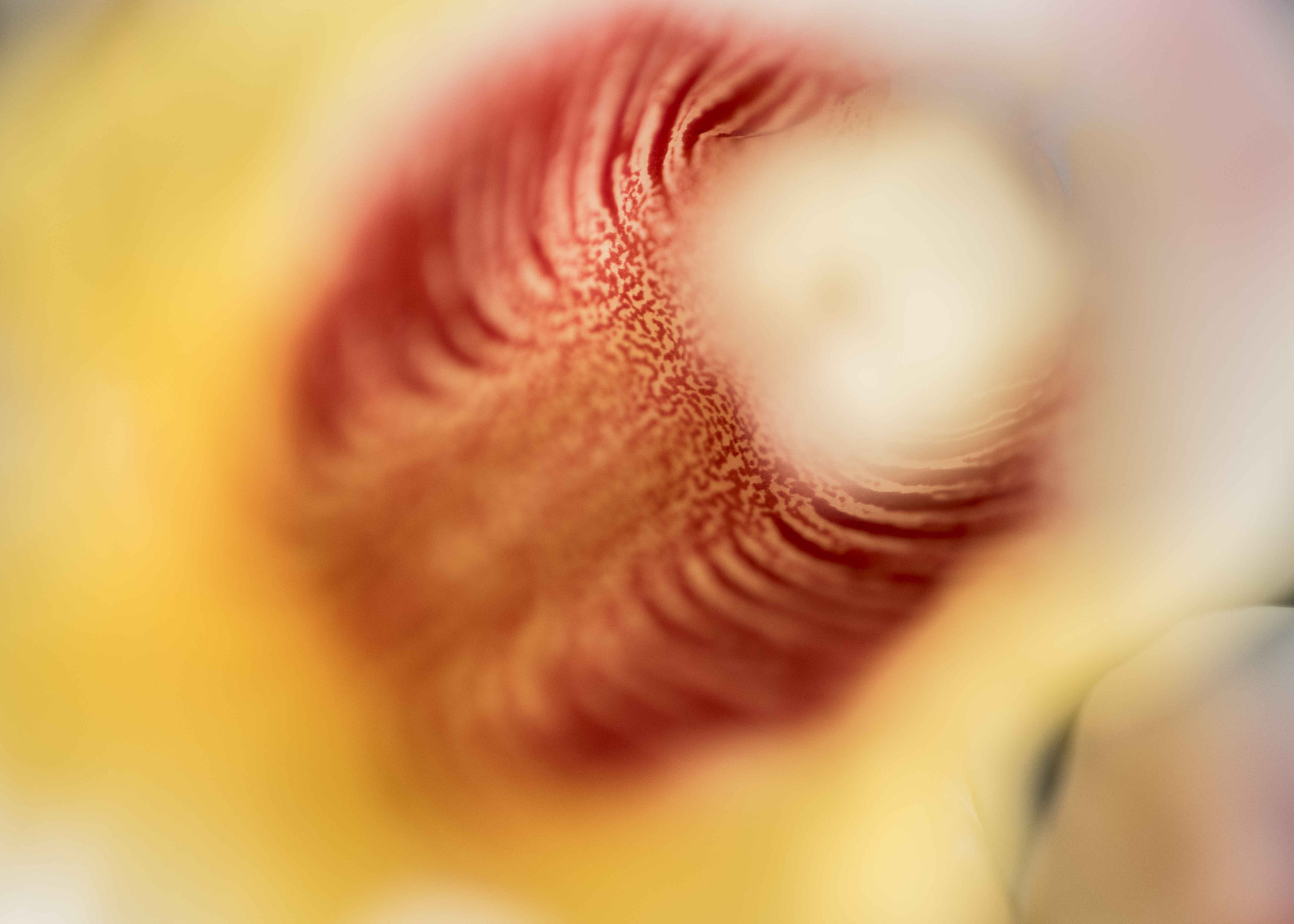 Nikon D810 + Nikon AF Micro-Nikkor 60mm F2.8D sample photo