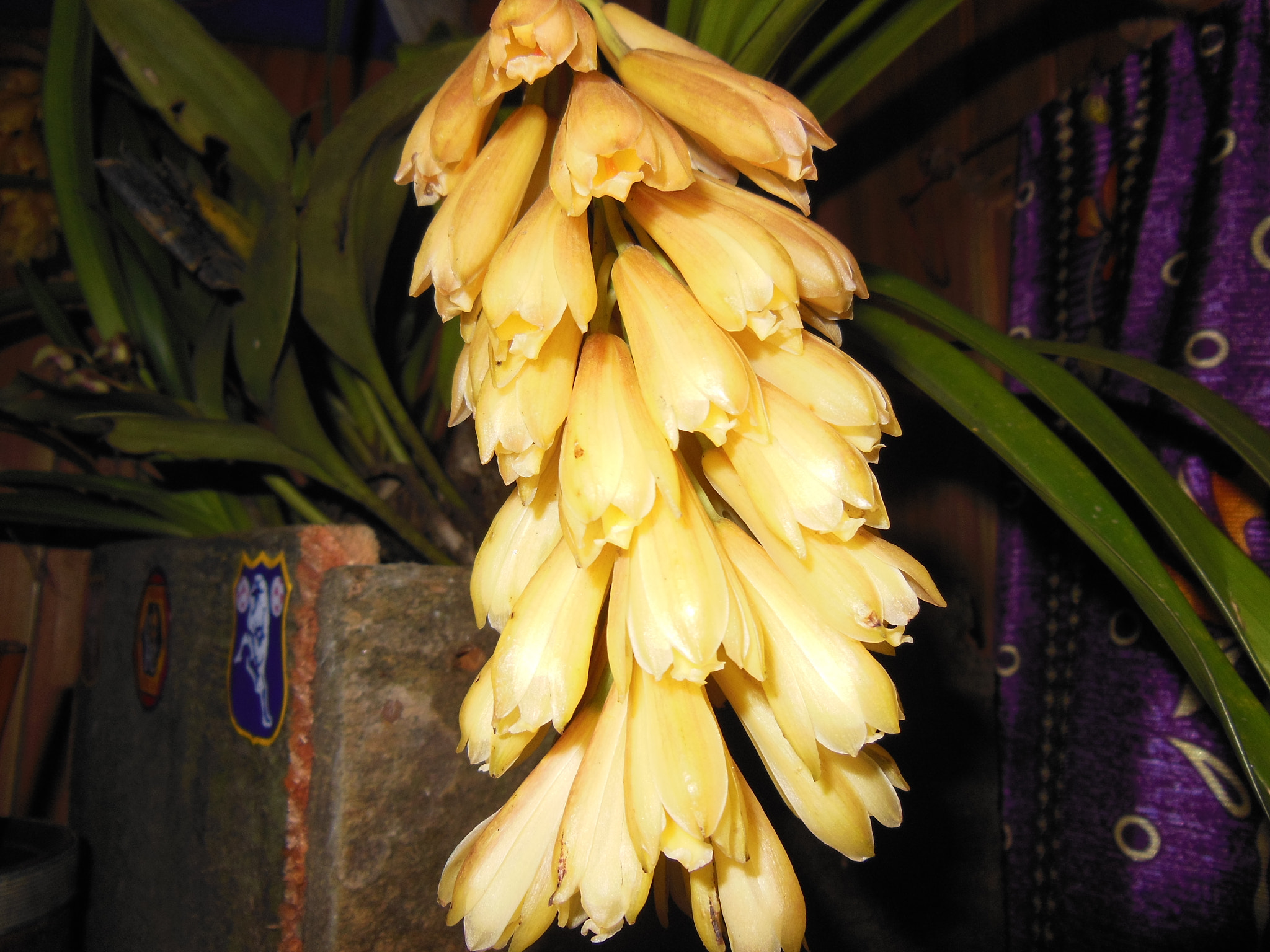 Nikon COOLPIX S9200 sample photo. Banana orchid photography