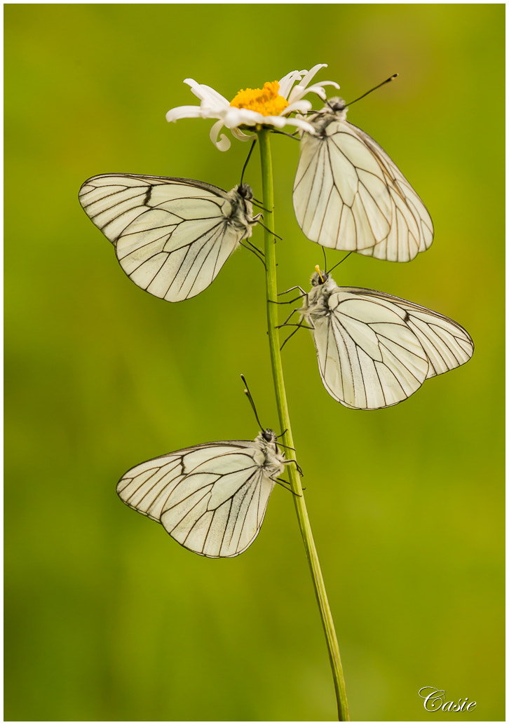 Nikon D600 + Nikon AF Micro-Nikkor 200mm F4D ED-IF sample photo. Black-veined white photography