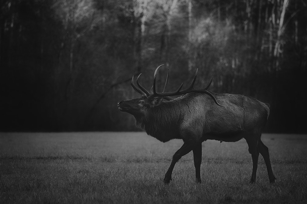 Canon EOS 40D + Canon EF 70-200mm F4L IS USM sample photo. The stag photography