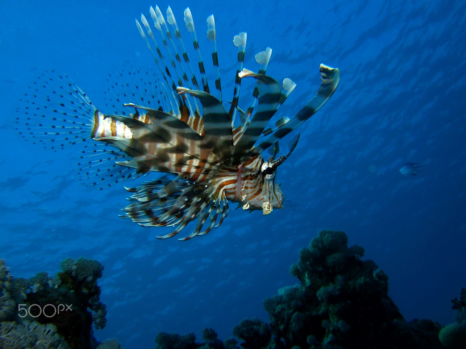 Fujifilm FinePix F30 sample photo. Fire fish in egypt photography