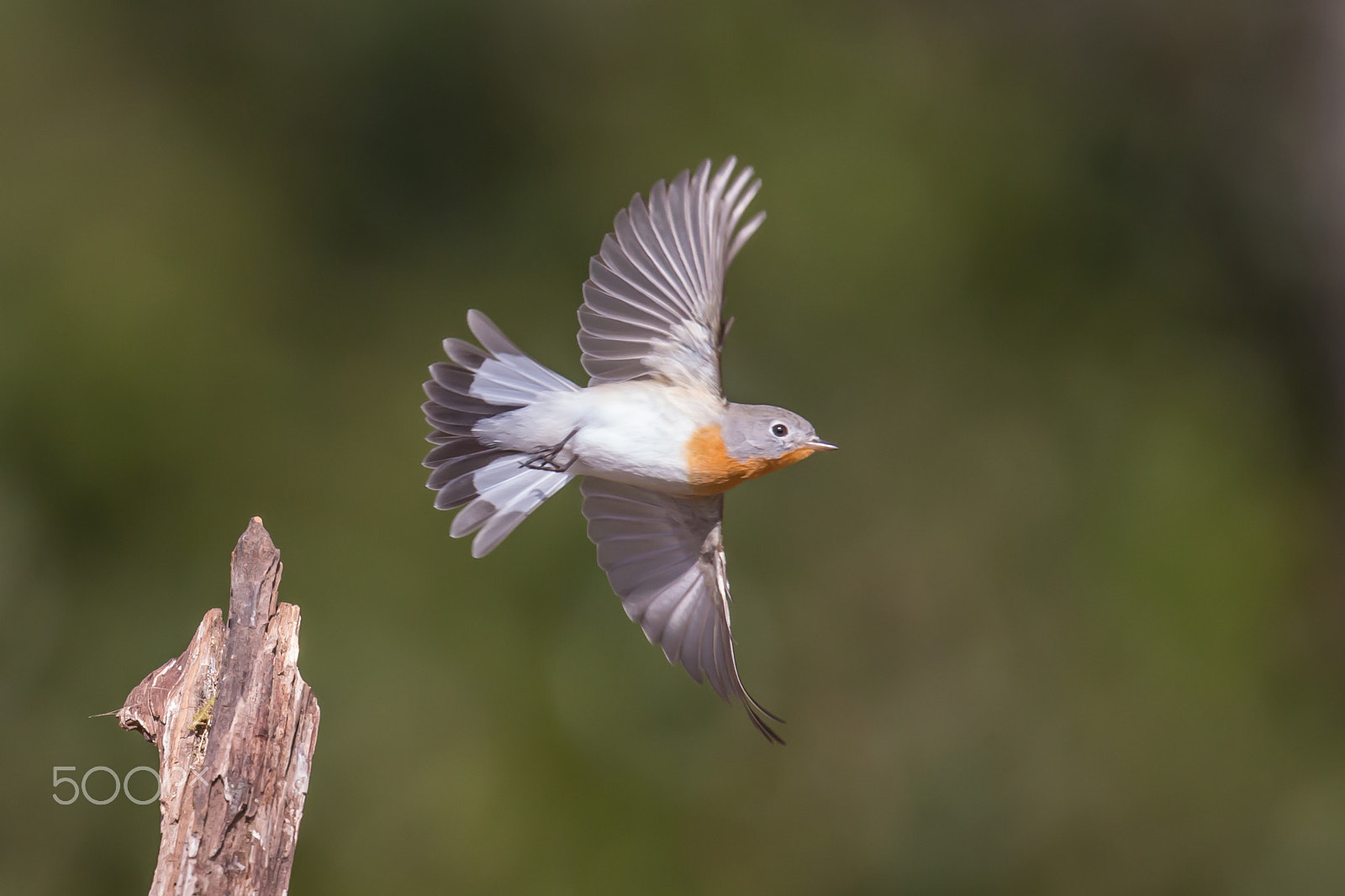 Canon EF 500mm F4L IS II USM sample photo. Fly away photography