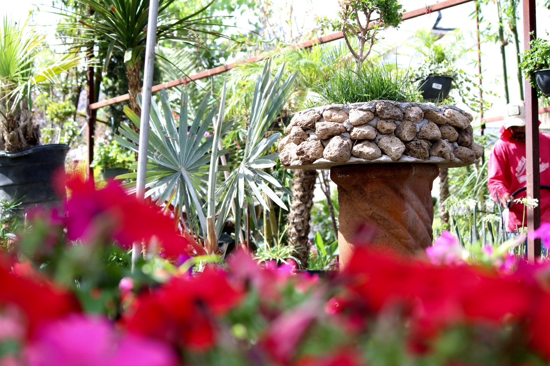 Canon EF-S 55-250mm F4-5.6 IS II sample photo. El florista photography