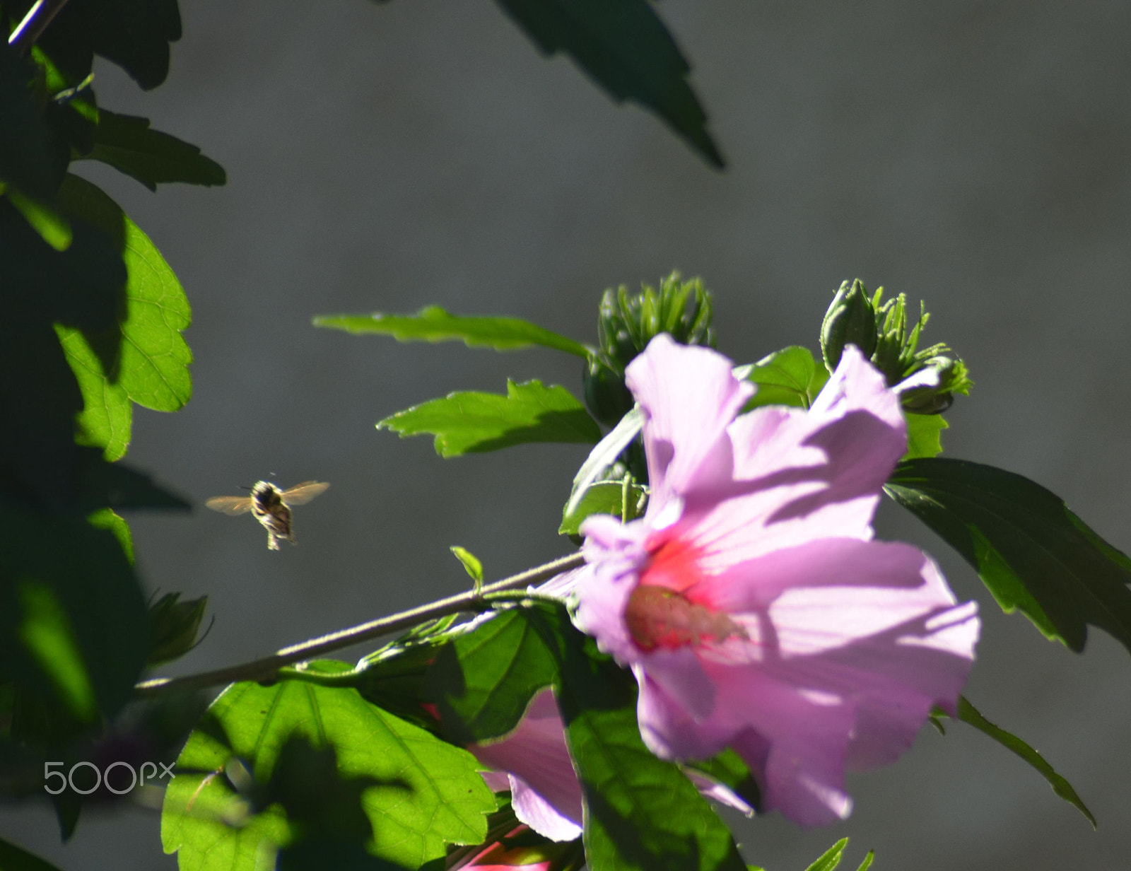Tamron AF 28-200mm F3.8-5.6 XR Di Aspherical (IF) Macro sample photo. Flying to hibyscus photography