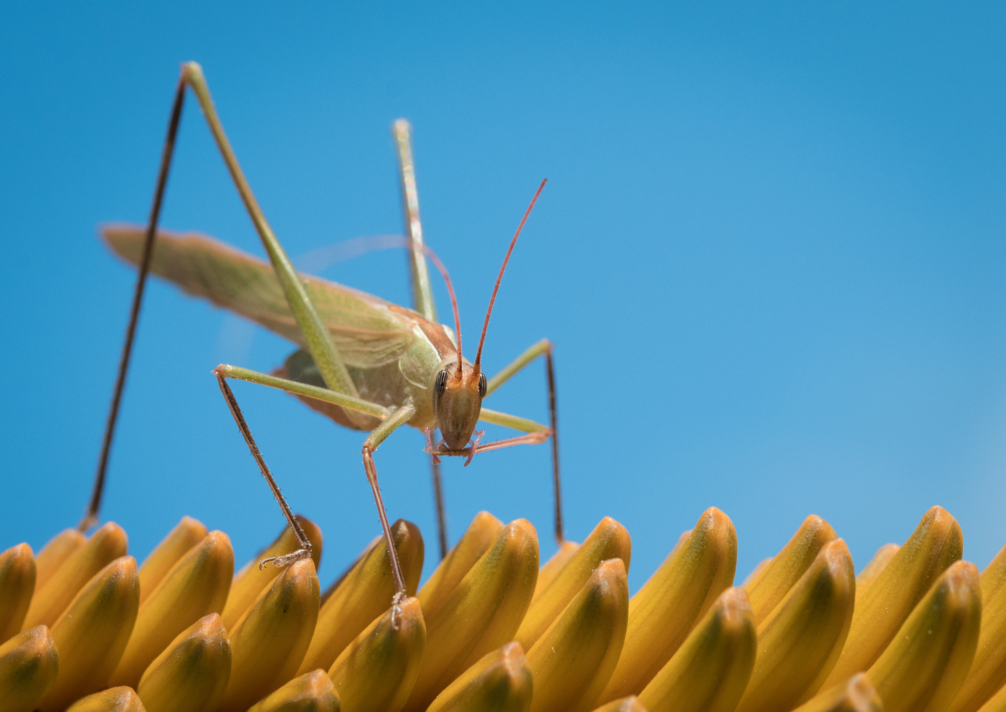 Sigma 105mm F2.8 EX DG OS HSM sample photo. Grasshopper on aloe photography
