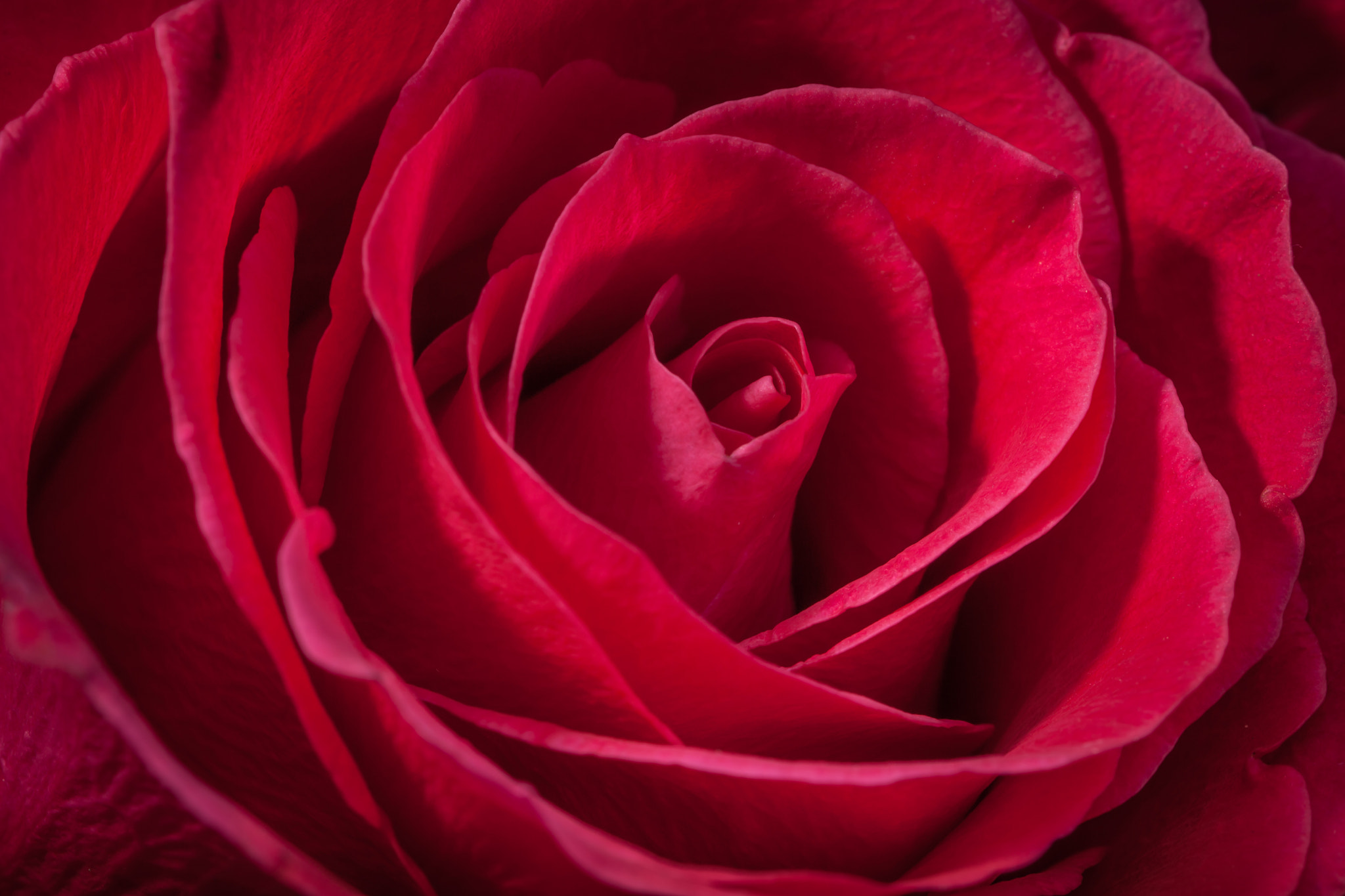 Canon EF 100mm F2.8L Macro IS USM sample photo. Red rose photography