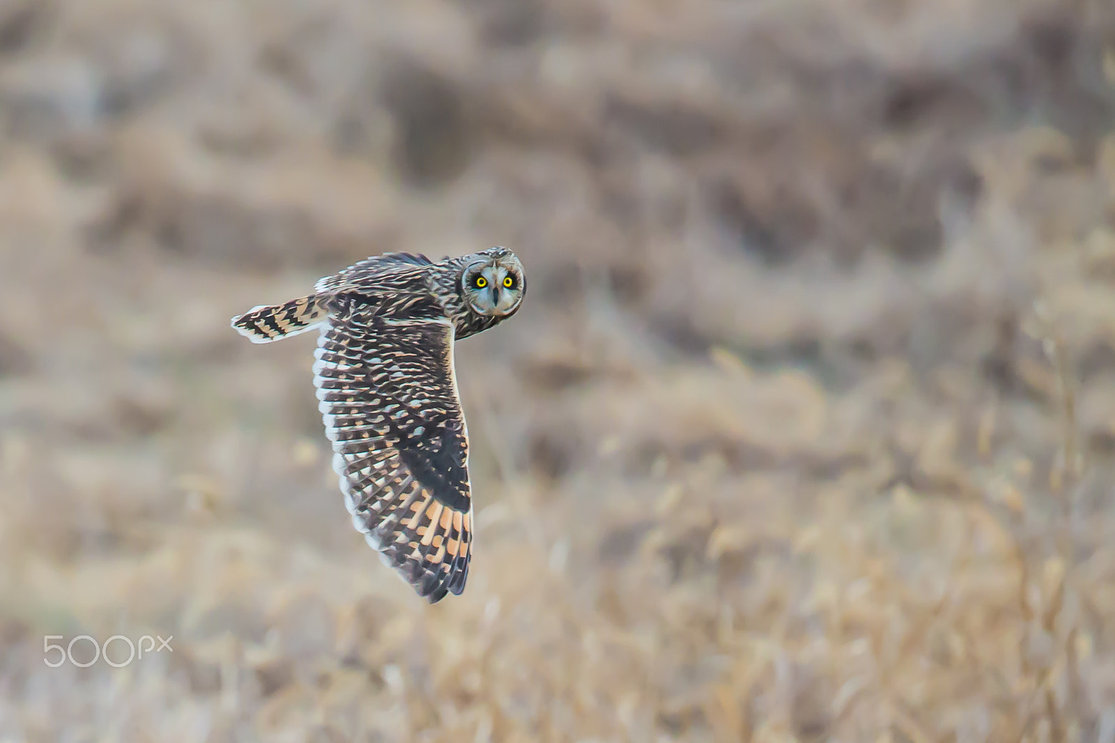 Canon EF 500mm F4L IS II USM sample photo. A short-eared owl photography