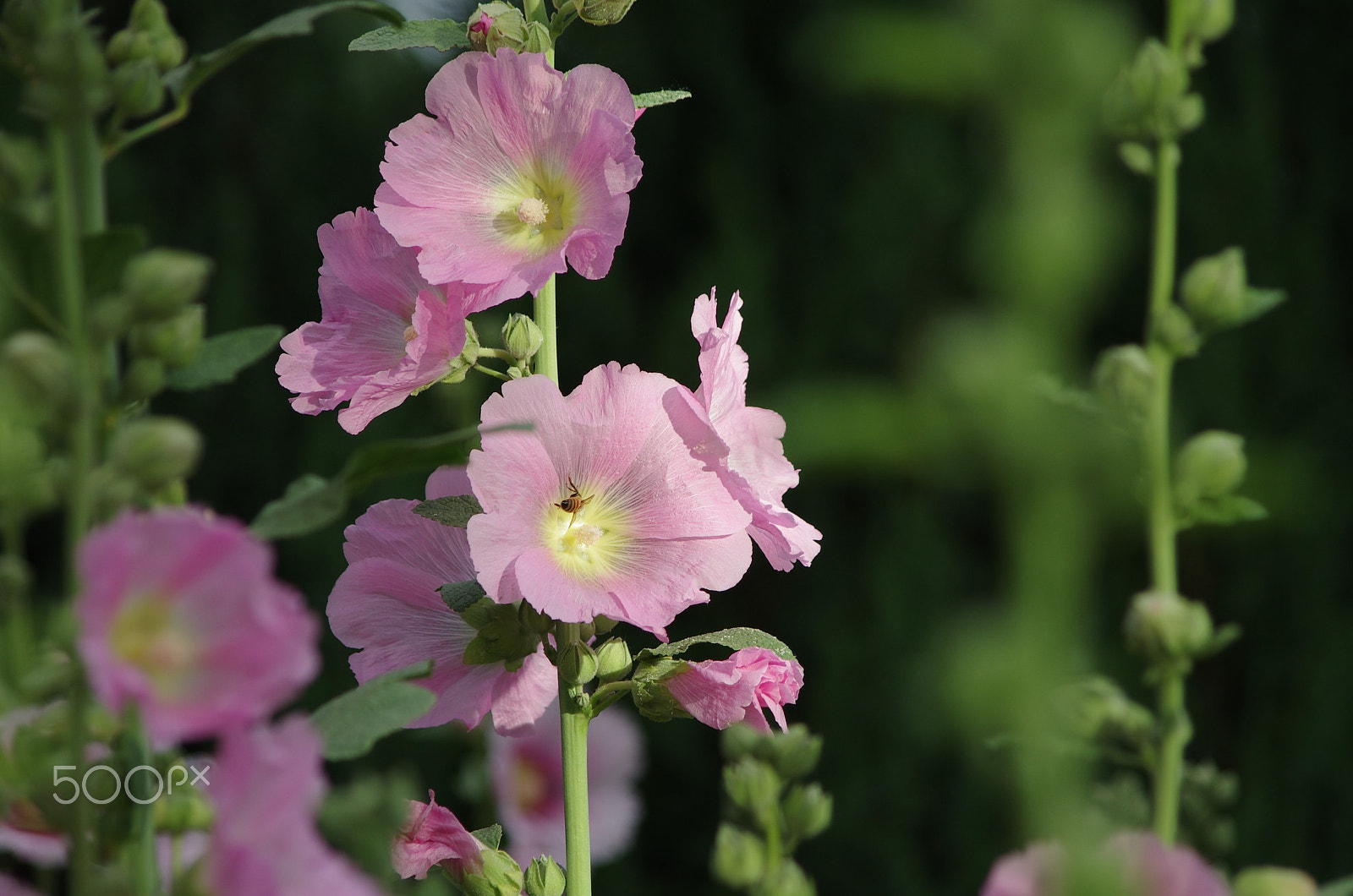 Pentax K-5 IIs sample photo. Flowers, bee2 photography