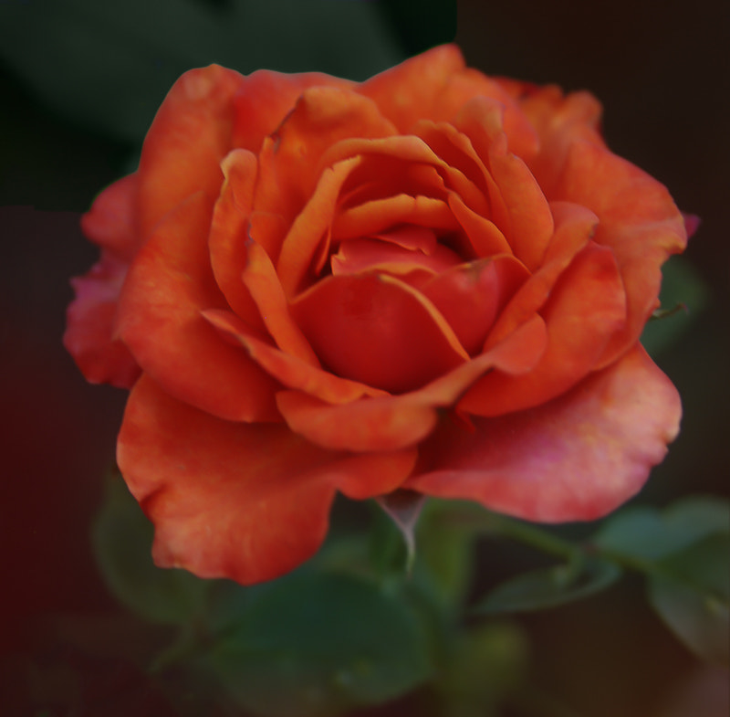 AF Zoom-Nikkor 28-105mm f/3.5-4.5D IF sample photo. Rose photography