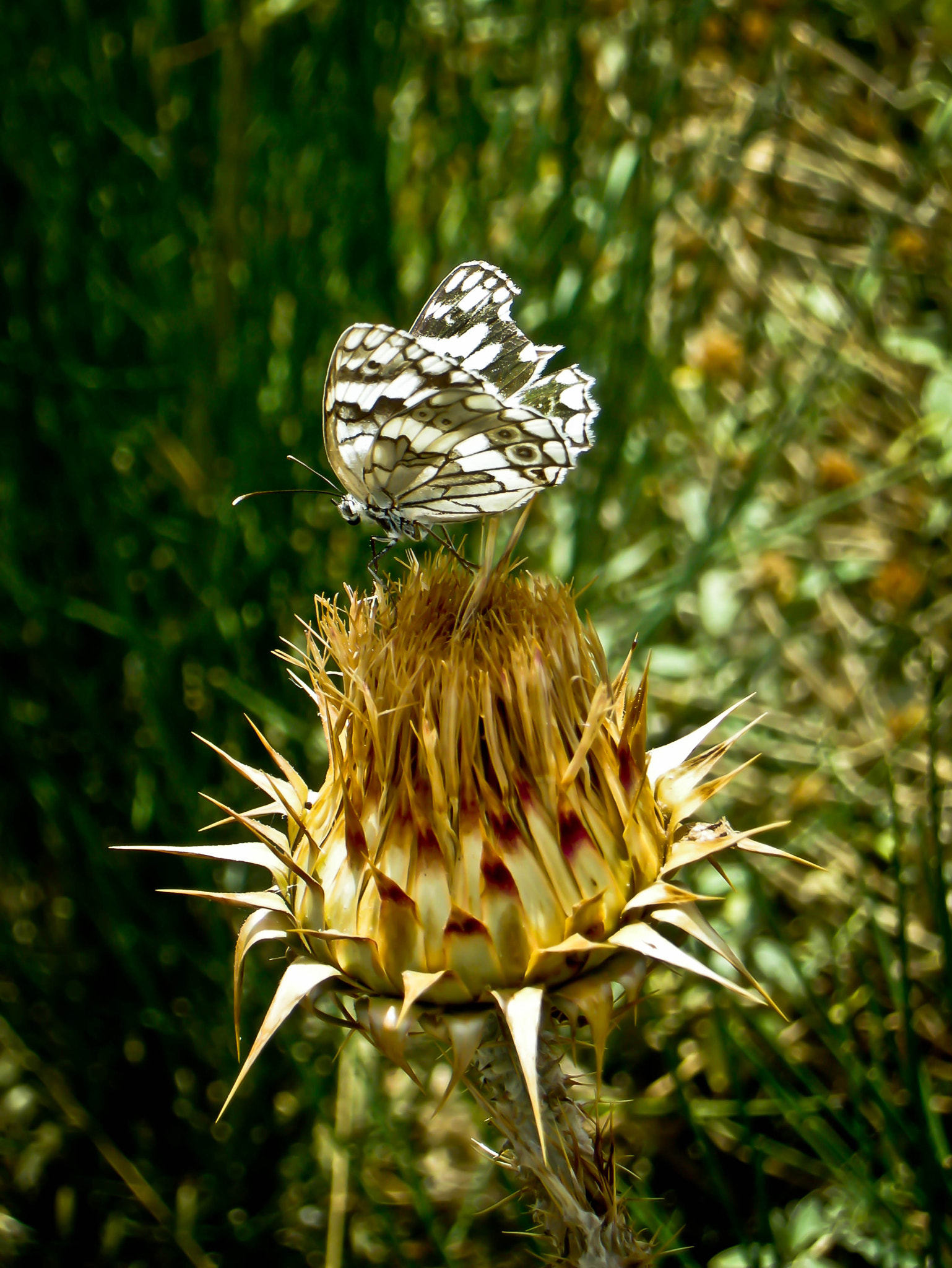 Nikon COOLPIX P5000 sample photo. Melanargia galathea photography