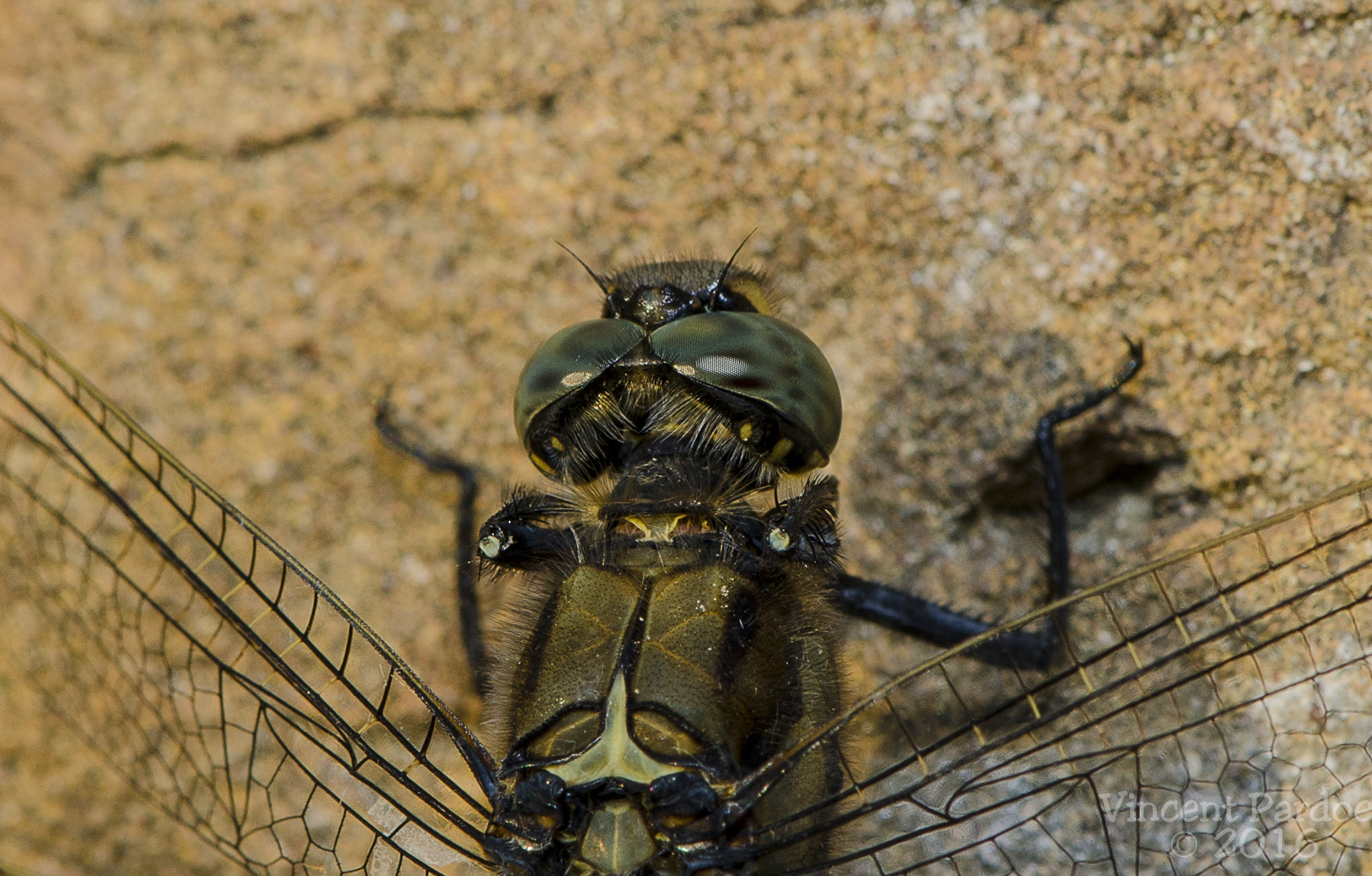 Nikon AF-S DX Micro-Nikkor 85mm F3.5G ED VR sample photo. Dragonfly photography