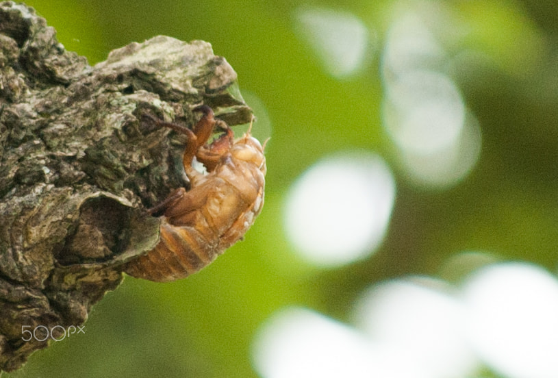 Nikon D70 sample photo. Bug in the woods photography