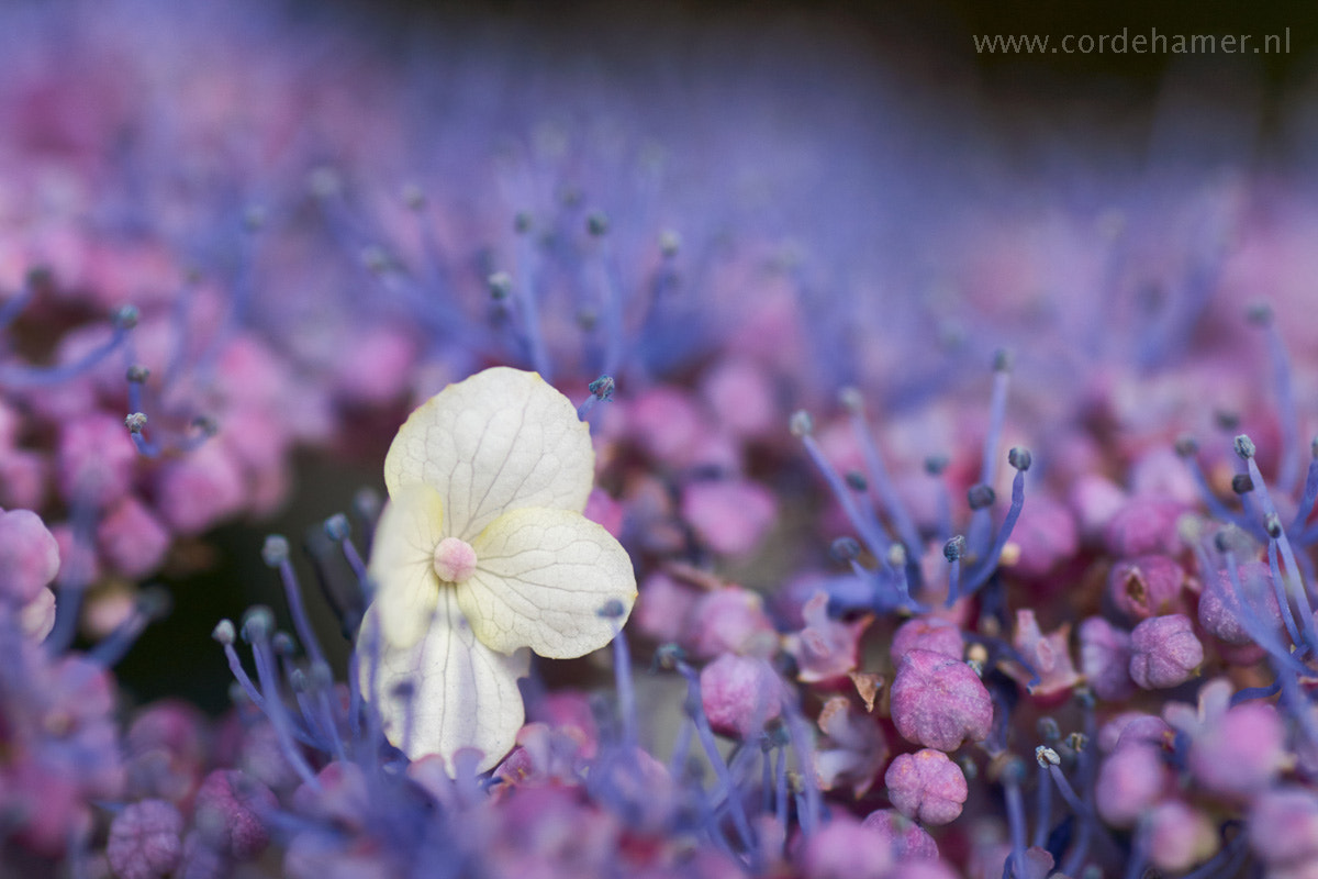 Sony SLT-A77 + Tamron SP AF 90mm F2.8 Di Macro sample photo. Hidden in a purple jungle photography