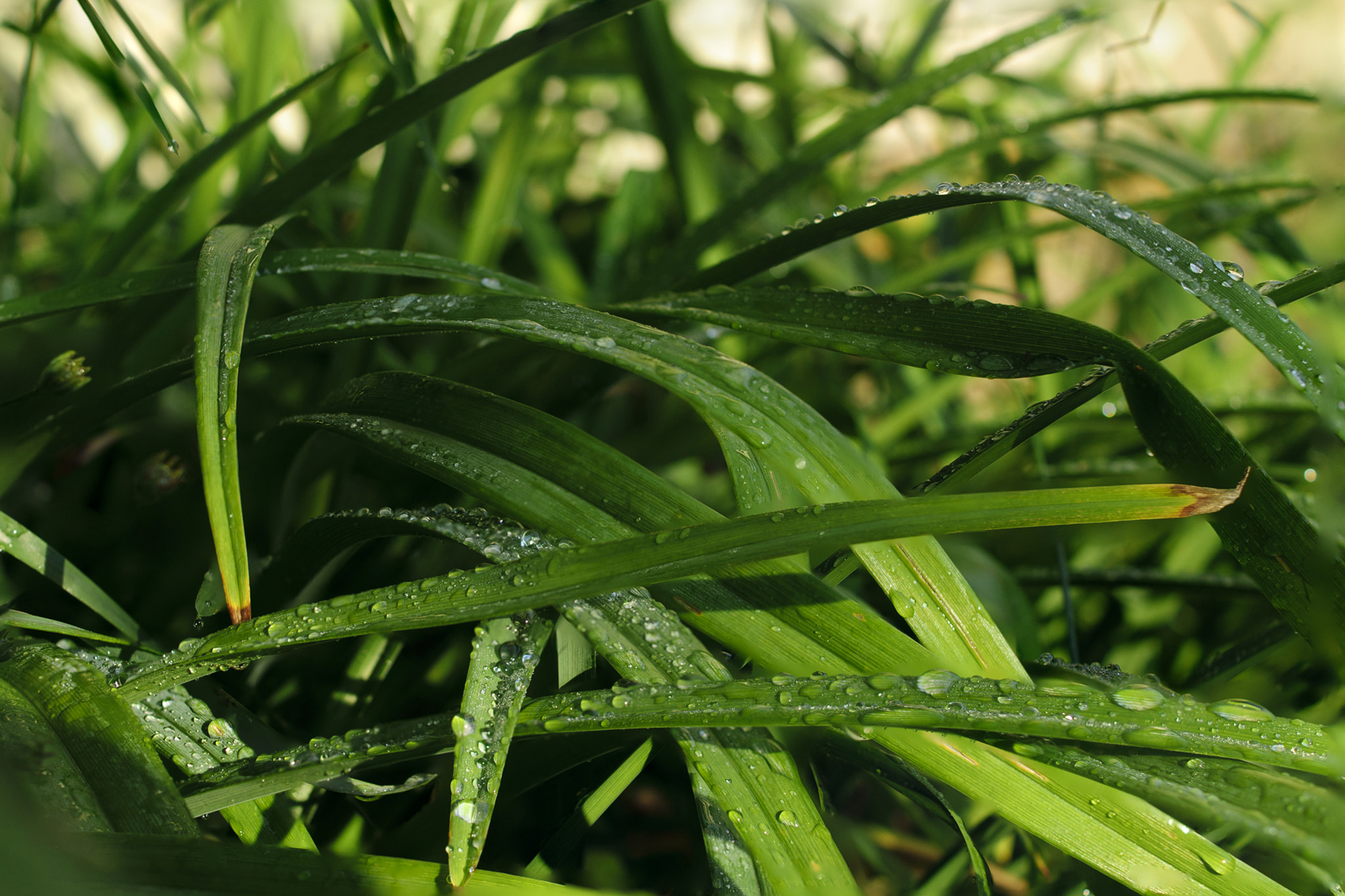Sony Alpha DSLR-A580 + Sony DT 35mm F1.8 SAM sample photo. On the morning after the rain photography