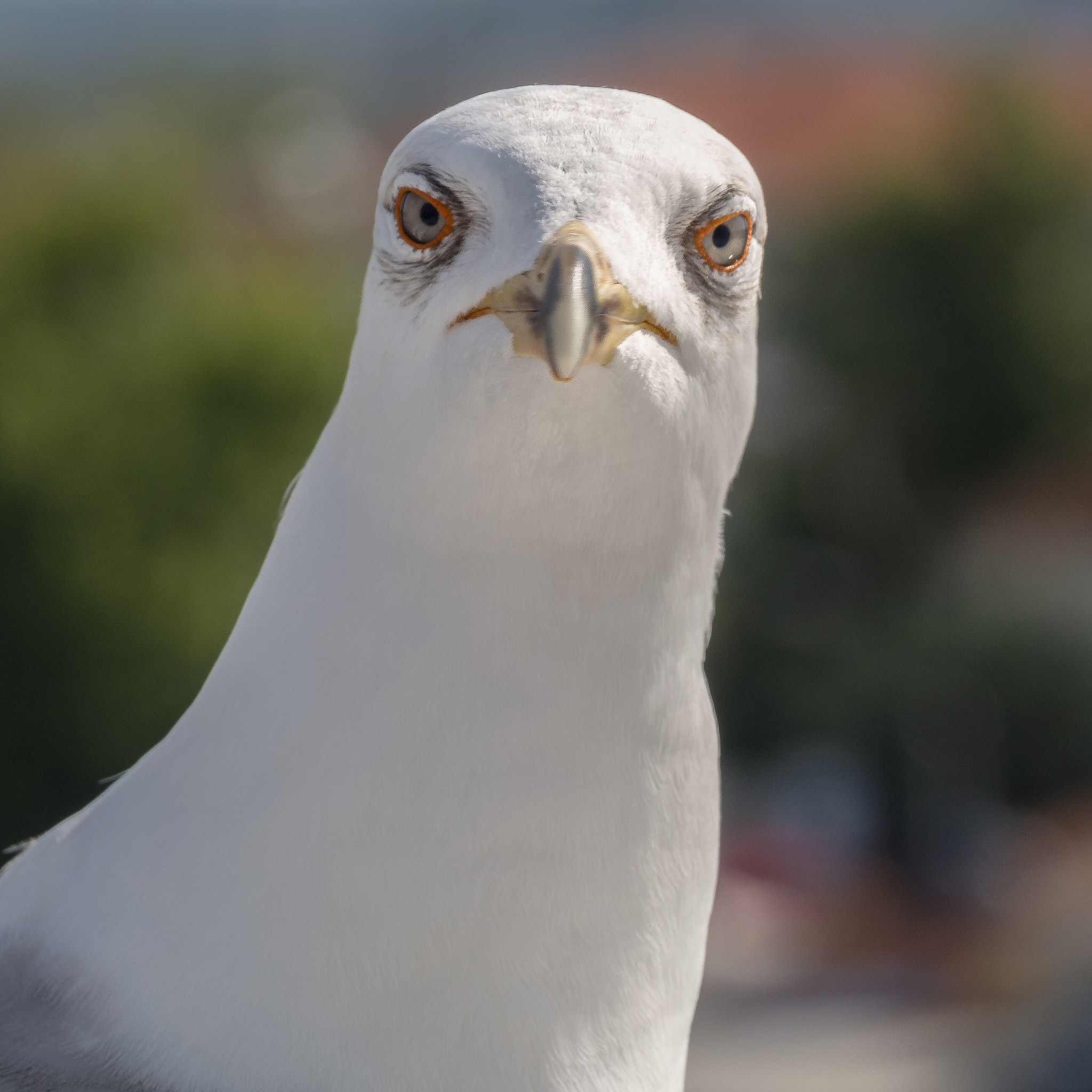 OLYMPUS M.14-150mm F4.0-5.6 II sample photo. A seagull looks at you ... photography