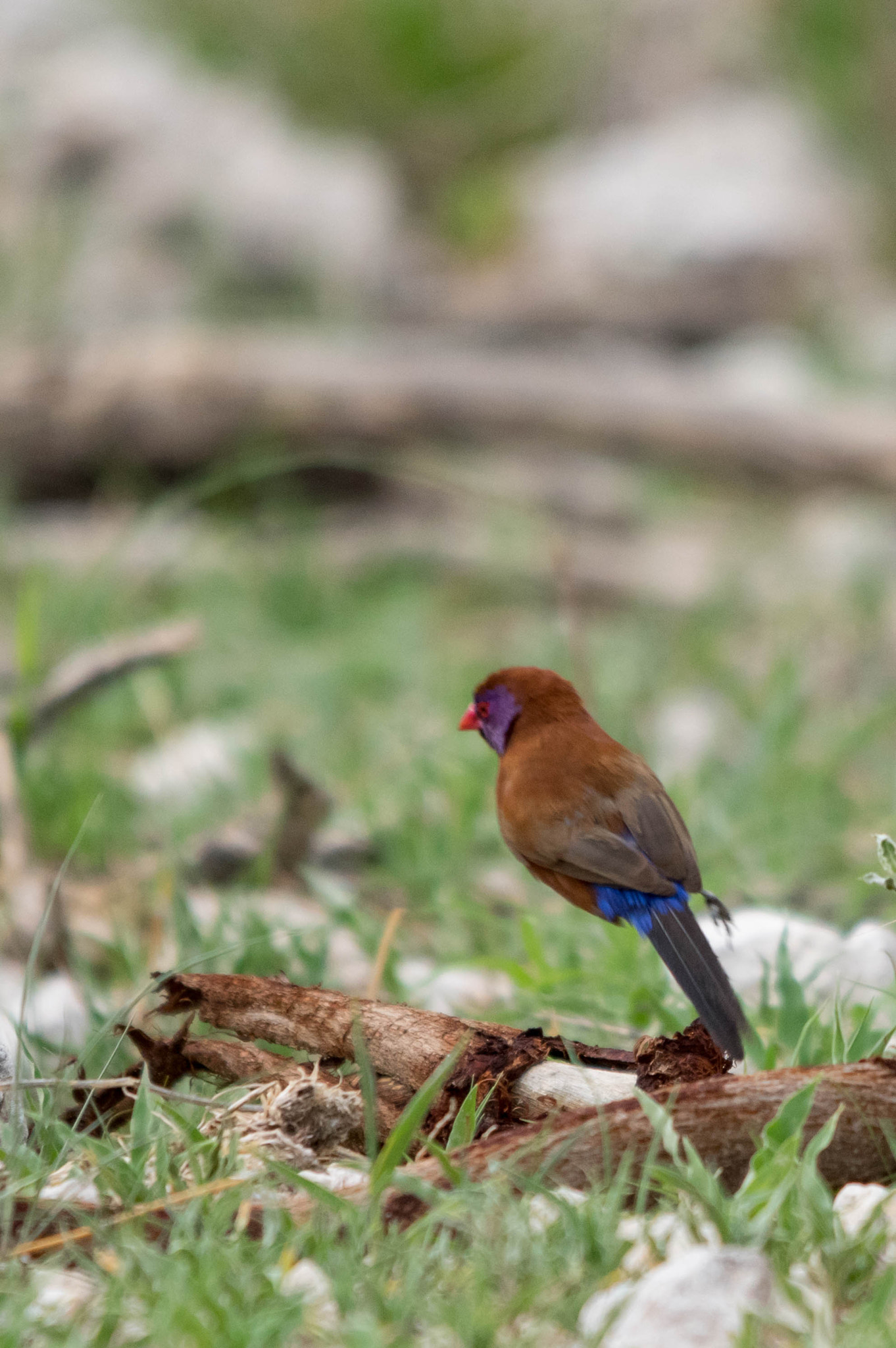 Sigma 70-200mm F2.8 EX DG Macro HSM II sample photo. Violet-eared waxbill photography