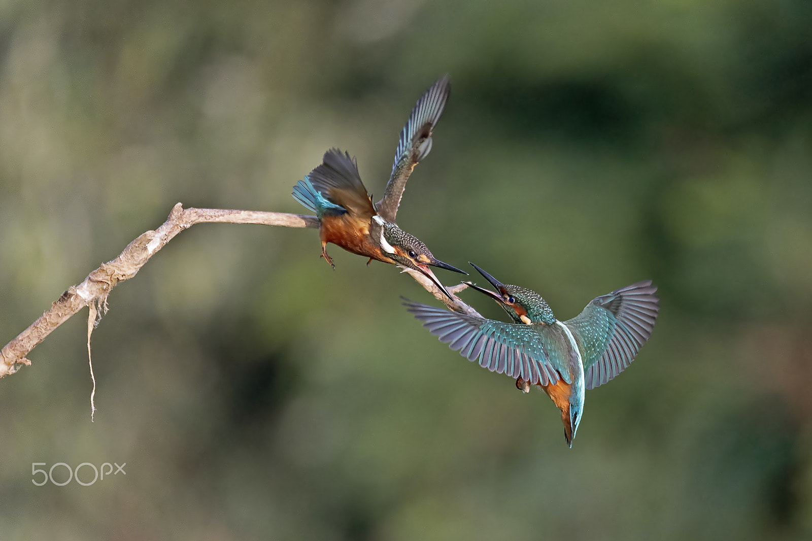 150-600mm F5-6.3 DG OS HSM | Sports 014 sample photo. Martin pescatore photography