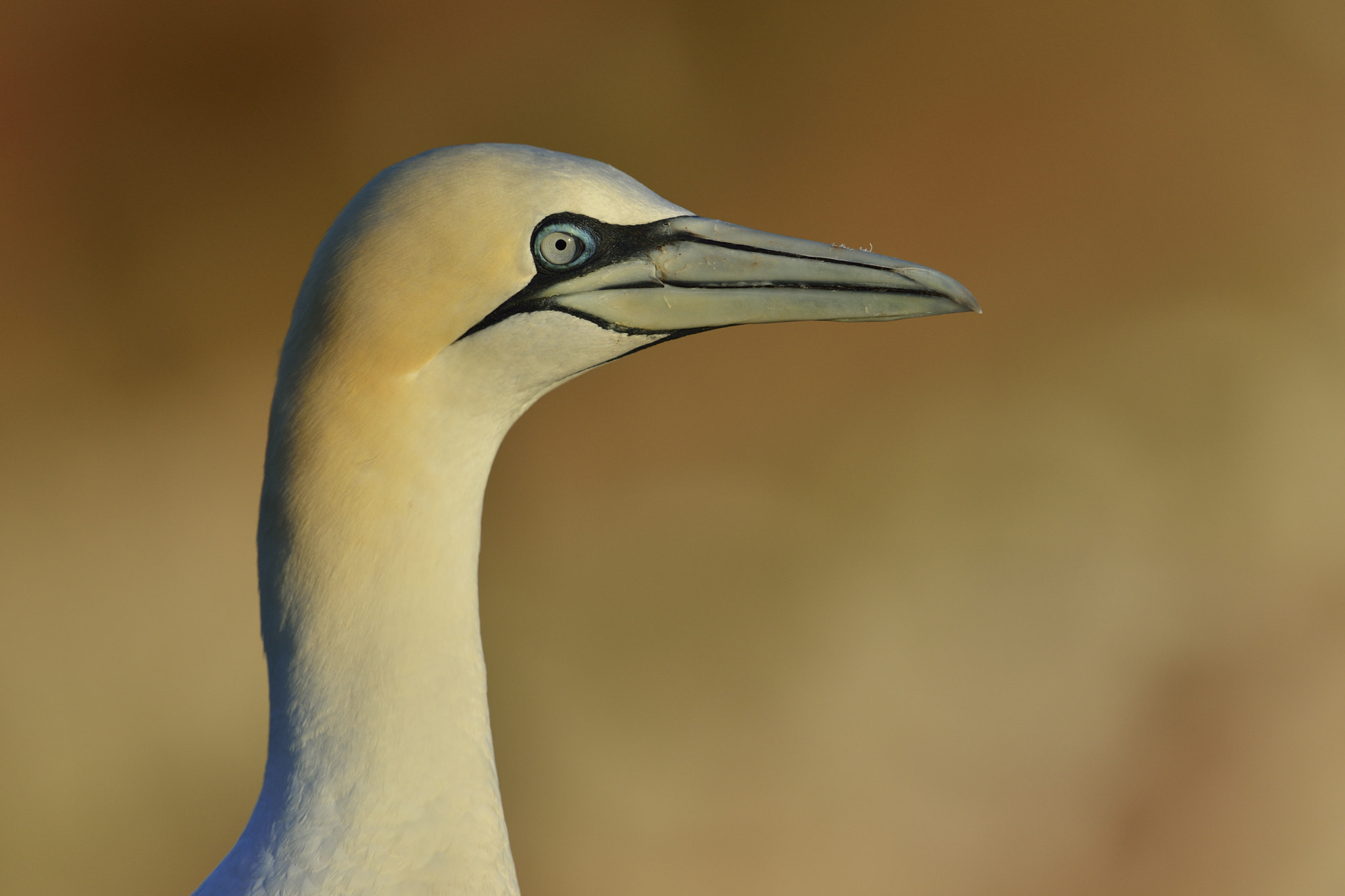 Nikon D800 + Nikon AF-S Nikkor 600mm F4G ED VR sample photo. Northern gannet photography