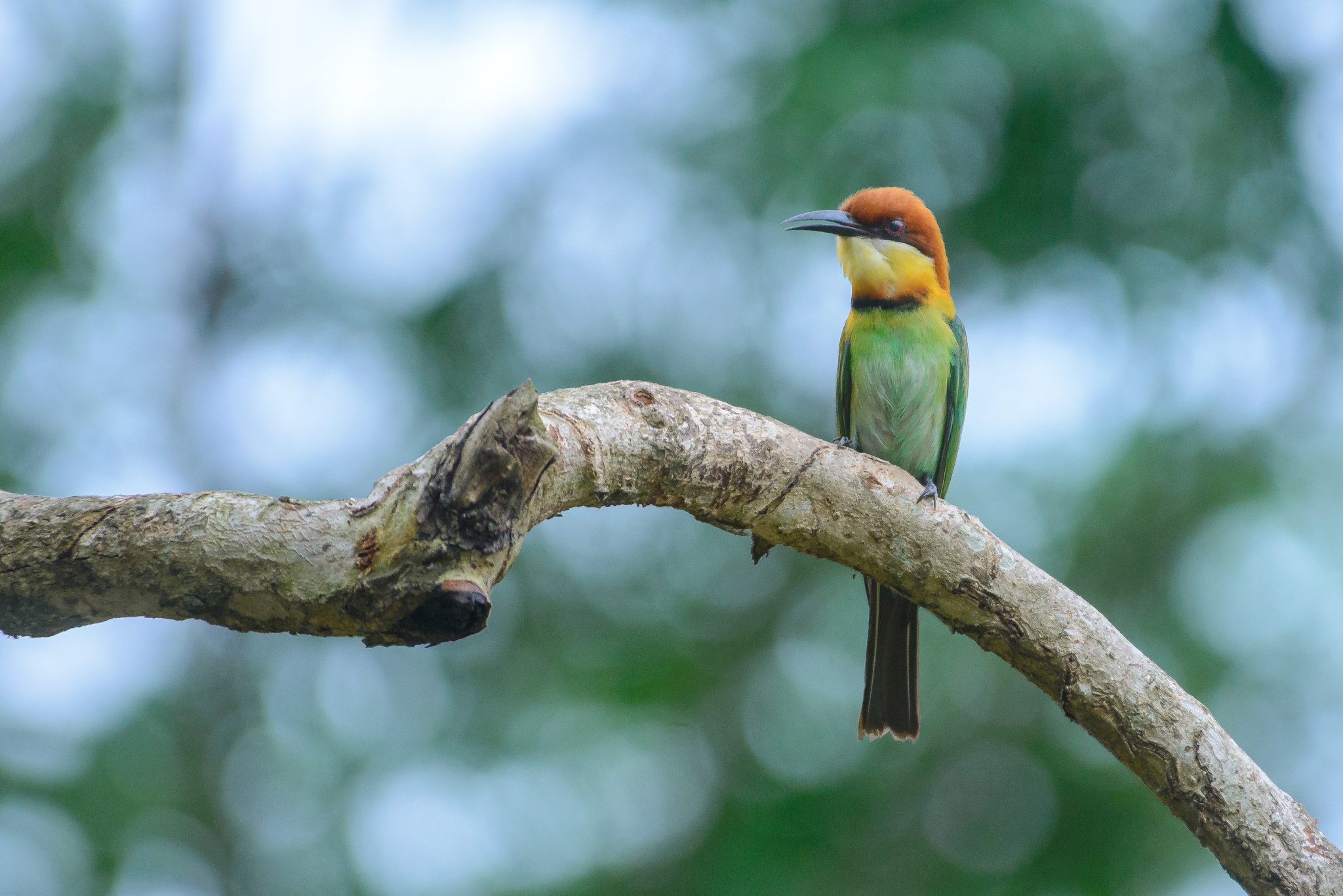 Nikon D600 sample photo. Bee eater photography